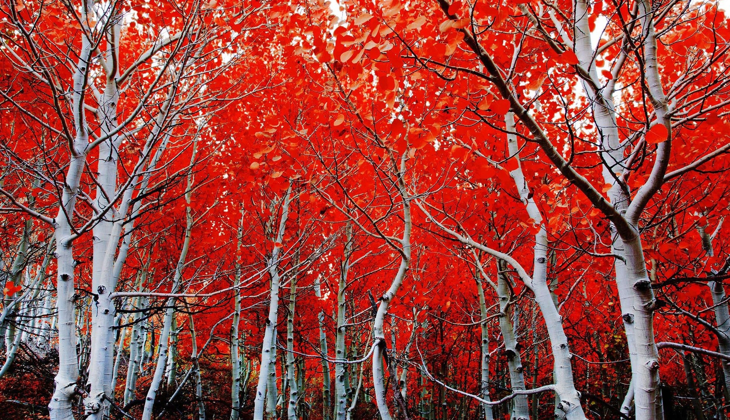 Red Wallpaper Tree
