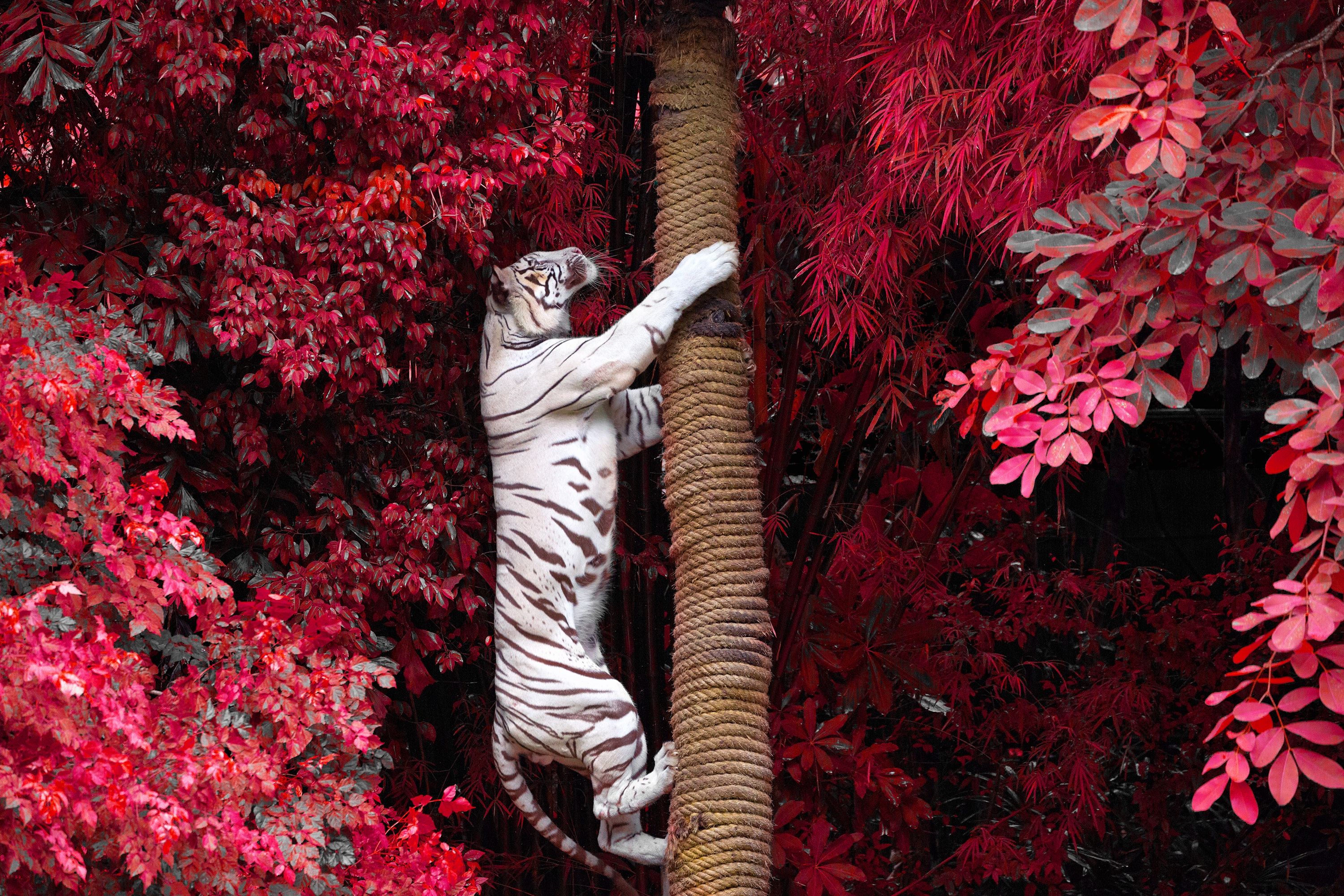 Red Tiger Wallpaper