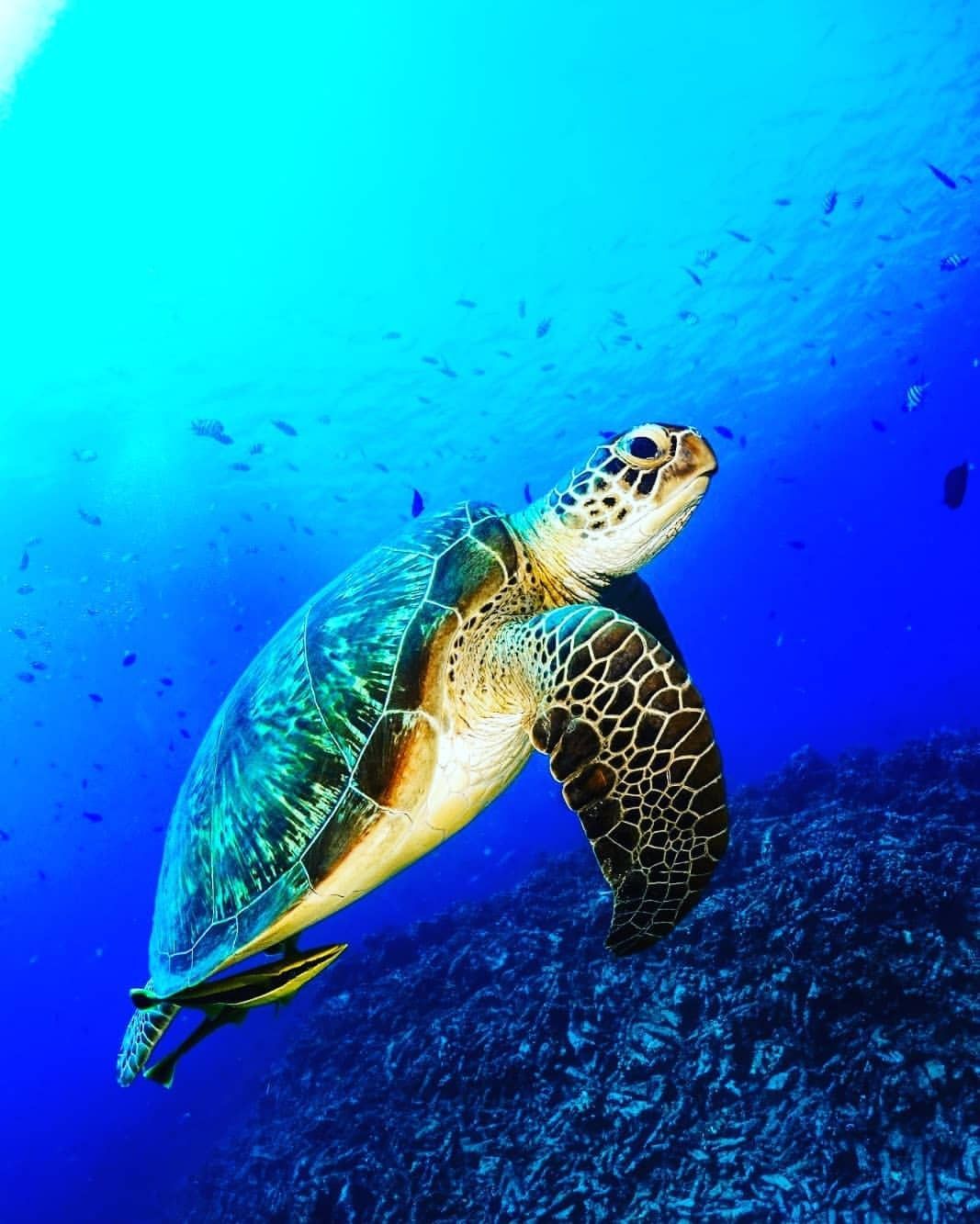 Loggerhead Sea Turtle Wallpapers - Wallpaper Cave