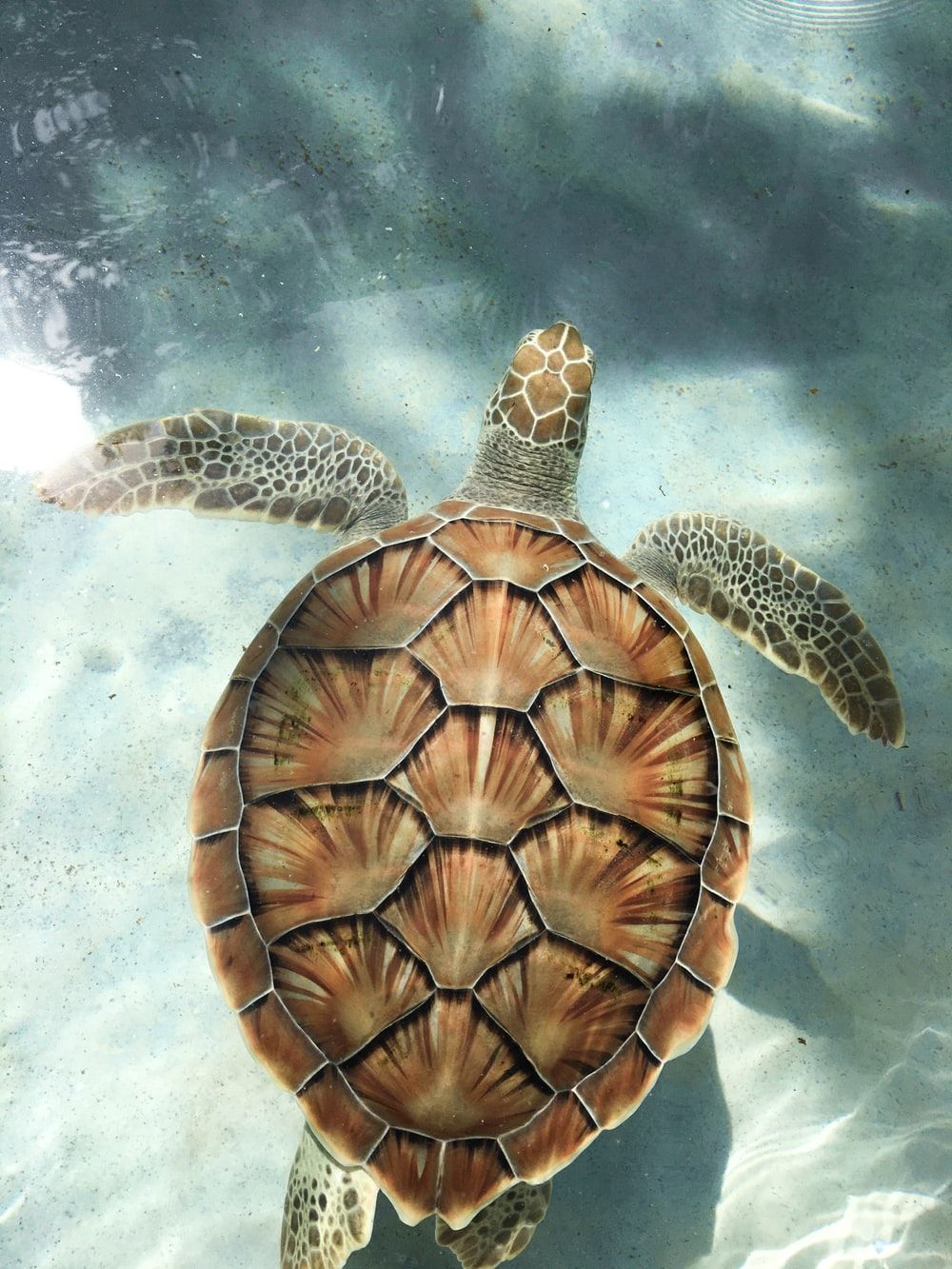 Sea Turtle Picture. Download Free Image