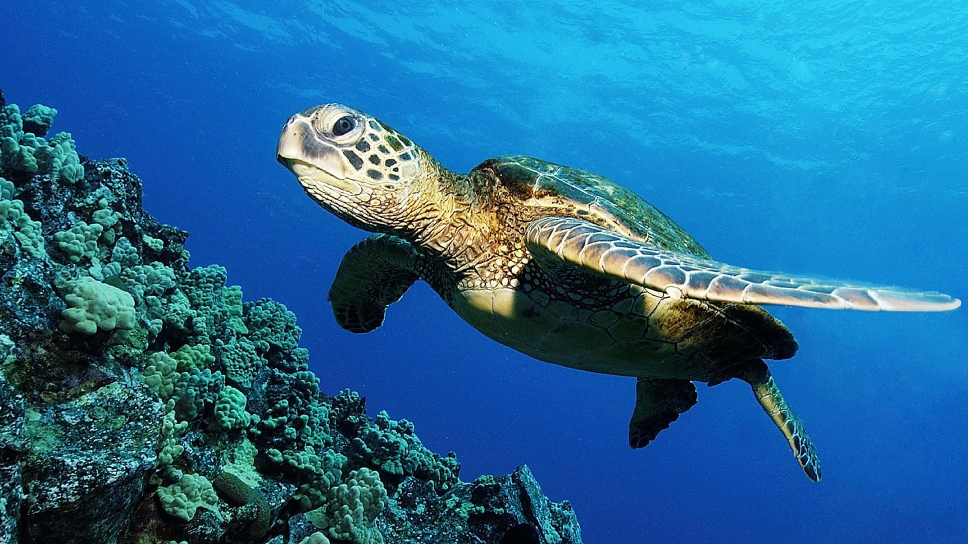 The loggerhead sea turtle (Caretta caretta), or loggerhead, is an oceanic turtle distributed throughout the world. It is a marine reptile, belonging t