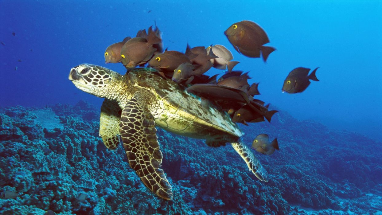Green fish Hawaii reef sea turtles wallpaperx1080