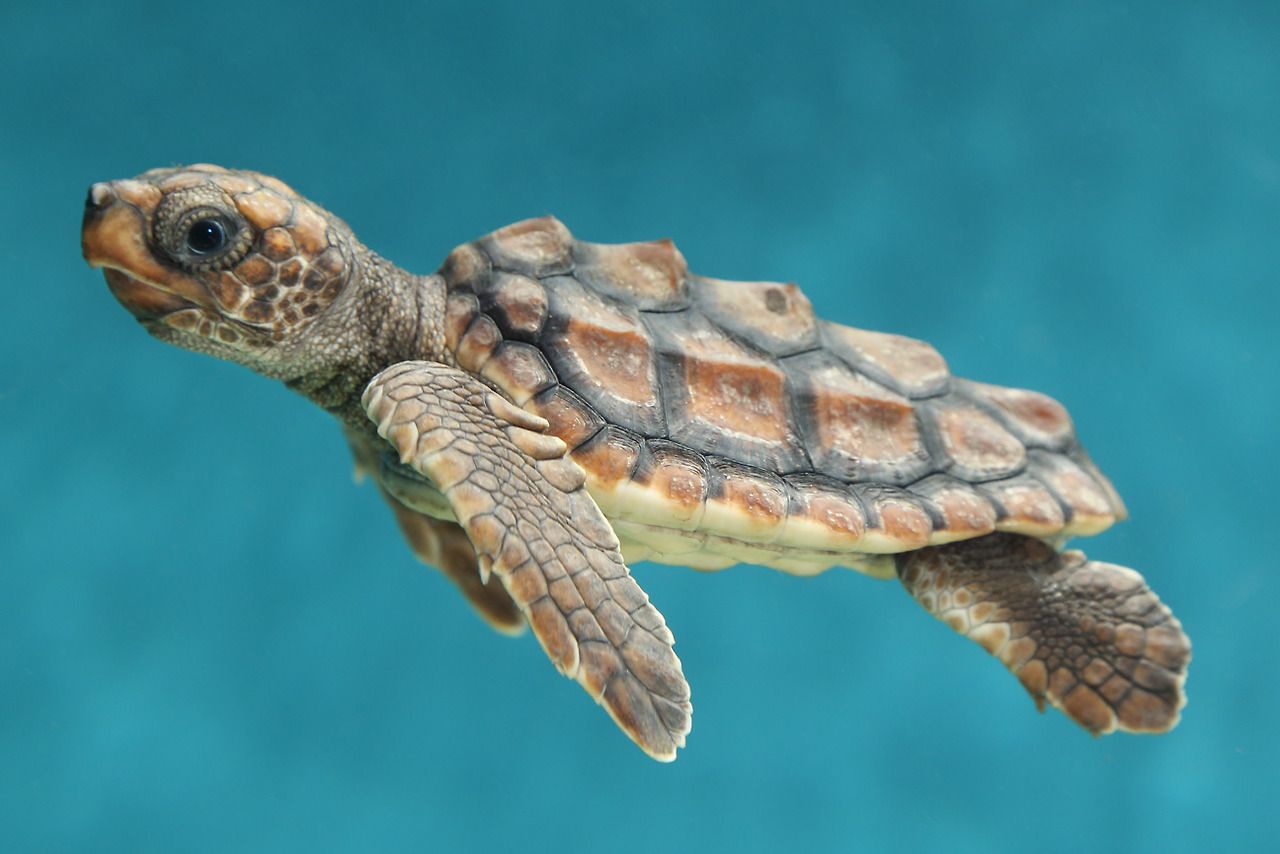 loggerhead sea turtle hatchling. Loggerhead turtle, Loggerhead sea turtle, Baby sea turtles