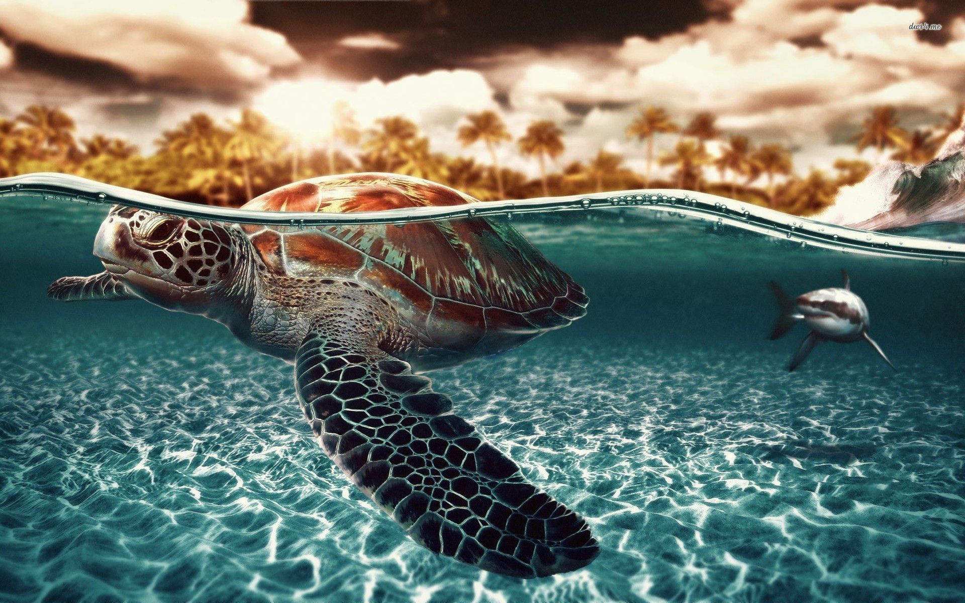 Baby Sea Turtle HD Wallpaper