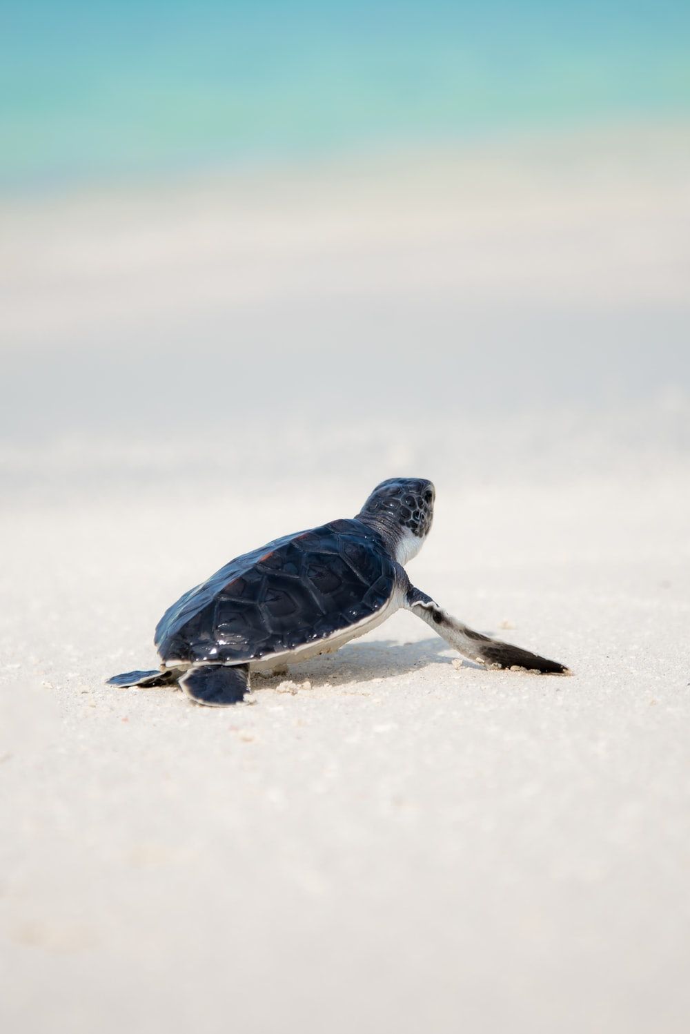 focused photo of a sea turtle walking on the seashore photo