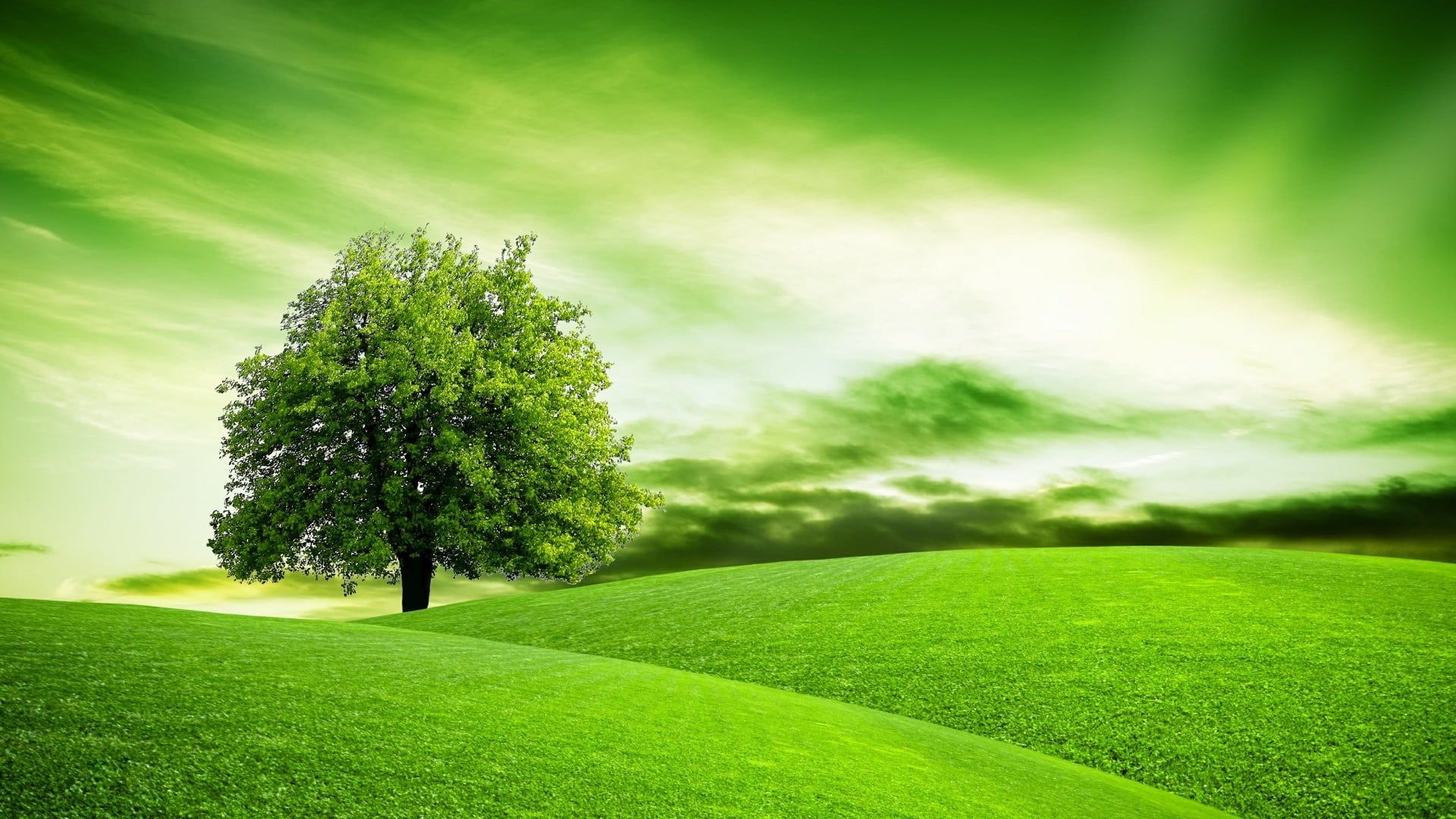 lone tree rolling hills #hill #hillside #hills #landscape #morning lonely tree #meadow #green #daytime #lawn. Rolling hills painting, Landscape, Landscape walls