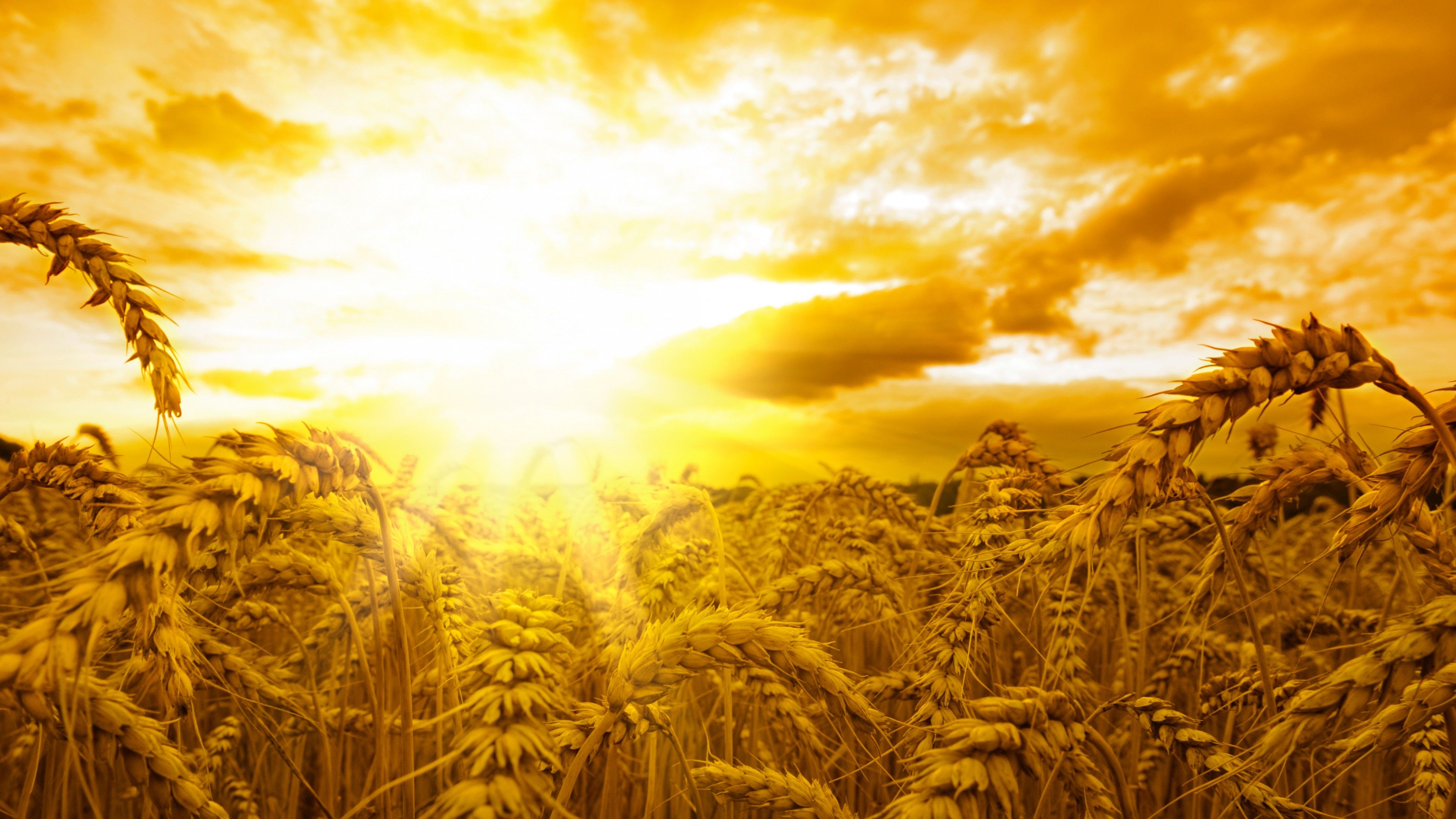 Wallpaper Ears, 5k, 4k wallpaper, wheat, sun, sky, yellow, Nature