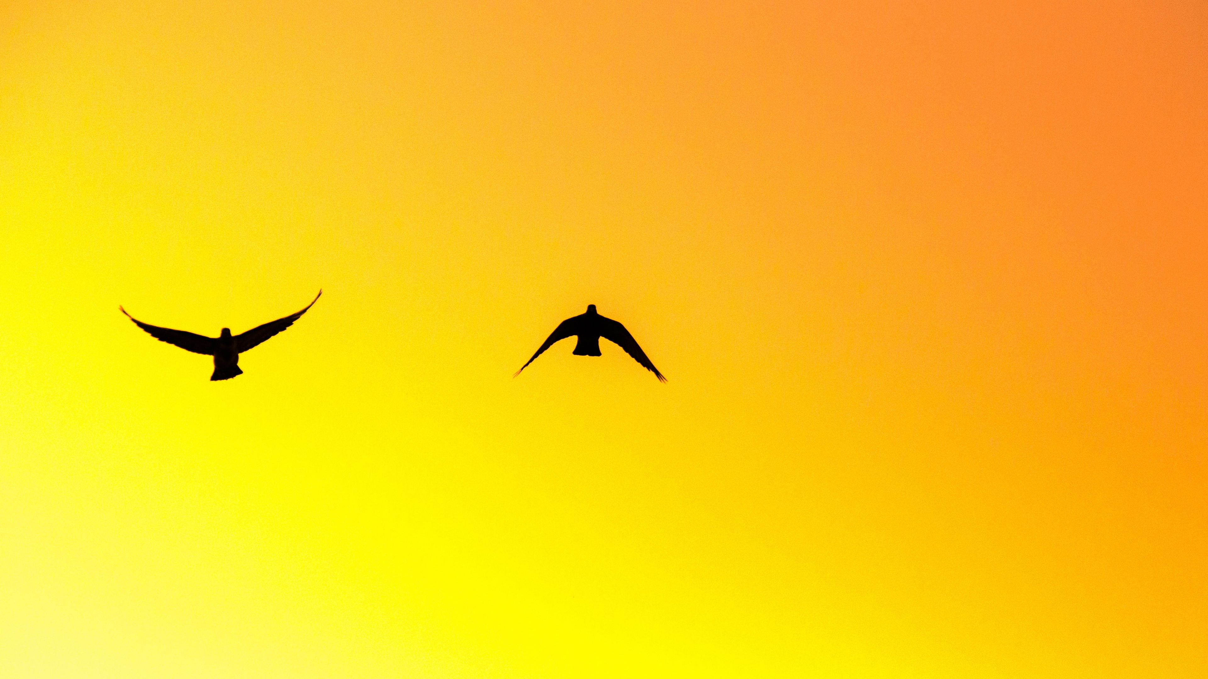 Download Birds pair, yellow sky, sunset, silhouette wallpaper, 3840x 4K UHD 16: Widescreen