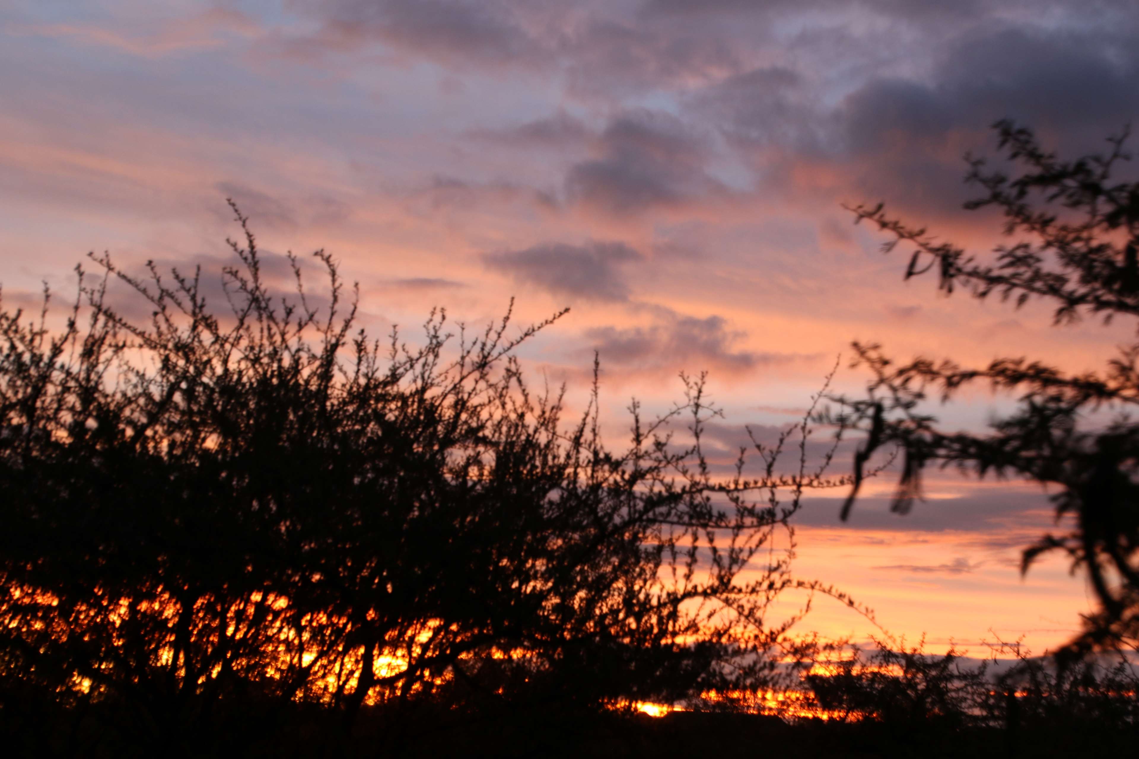 bushveld, clouds, red sky, red sunset, sunset, thorns, trees, yellow sky 4k wallpaper