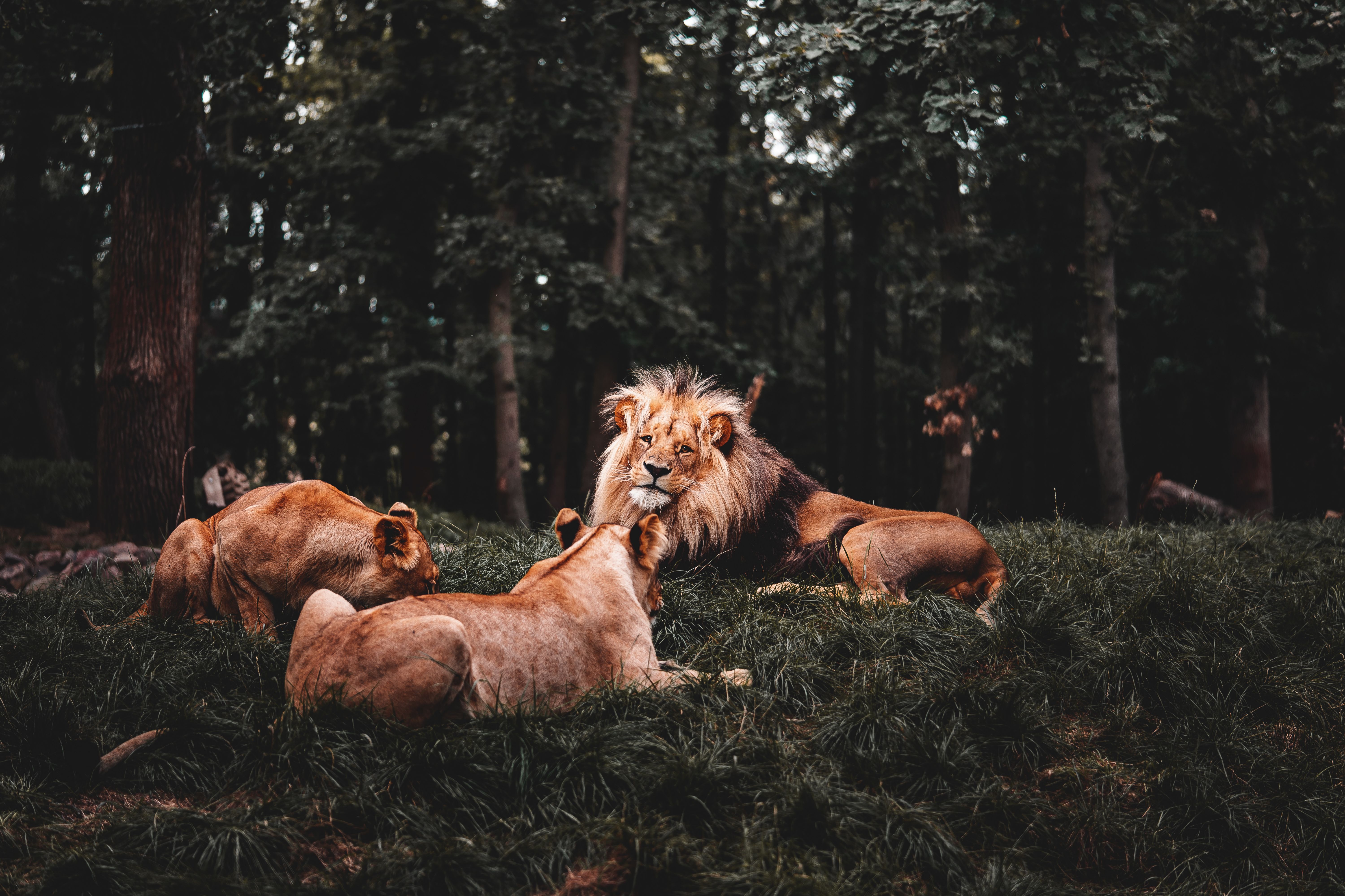 Wallpaper 4k Three Lions Lying Down 4k Three Lions Lying Down 4k wallpaper