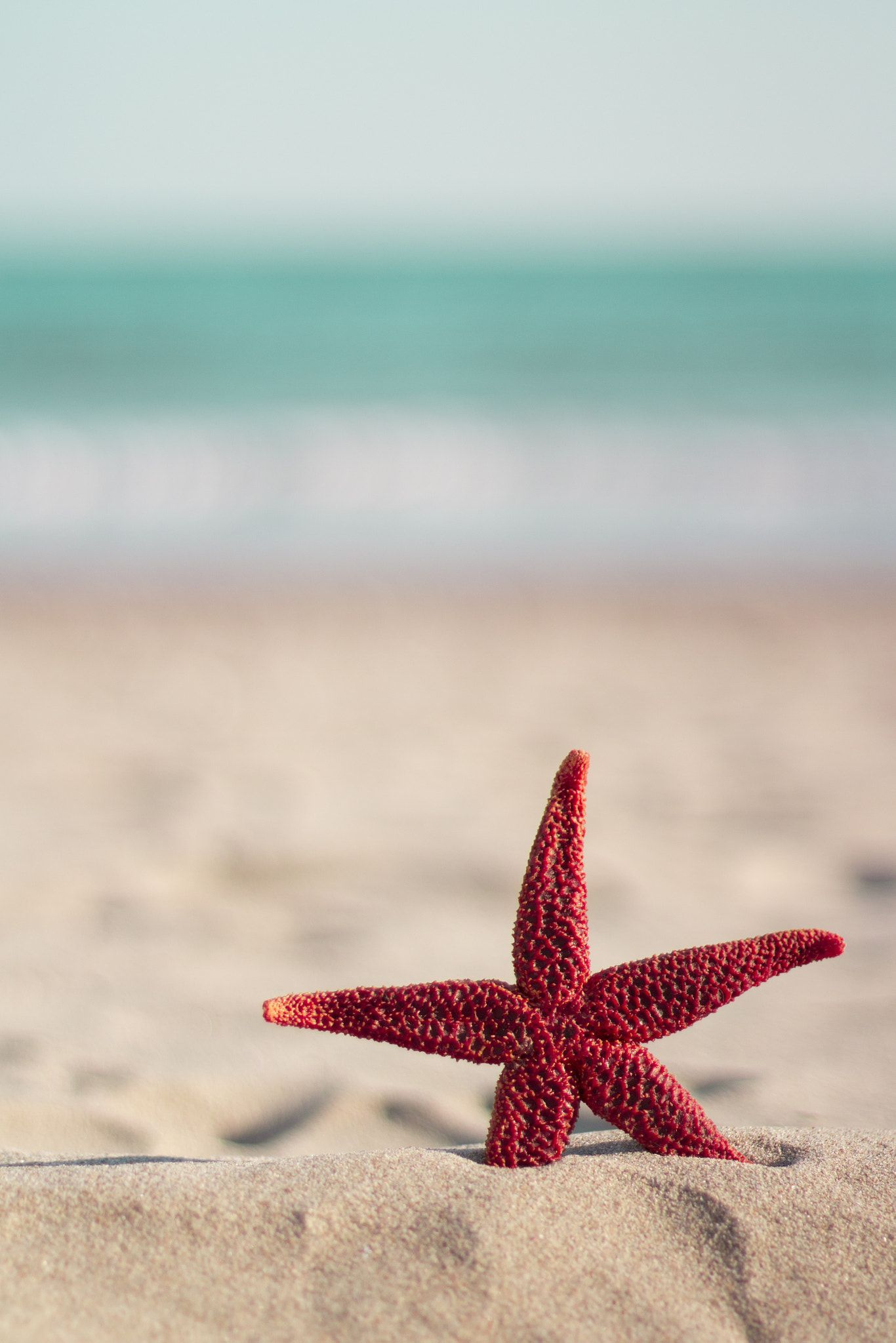Red starfish on the beach shot of a red starfish on the beach. Wallpaper iphone summer, Beach wallpaper, Ocean wallpaper
