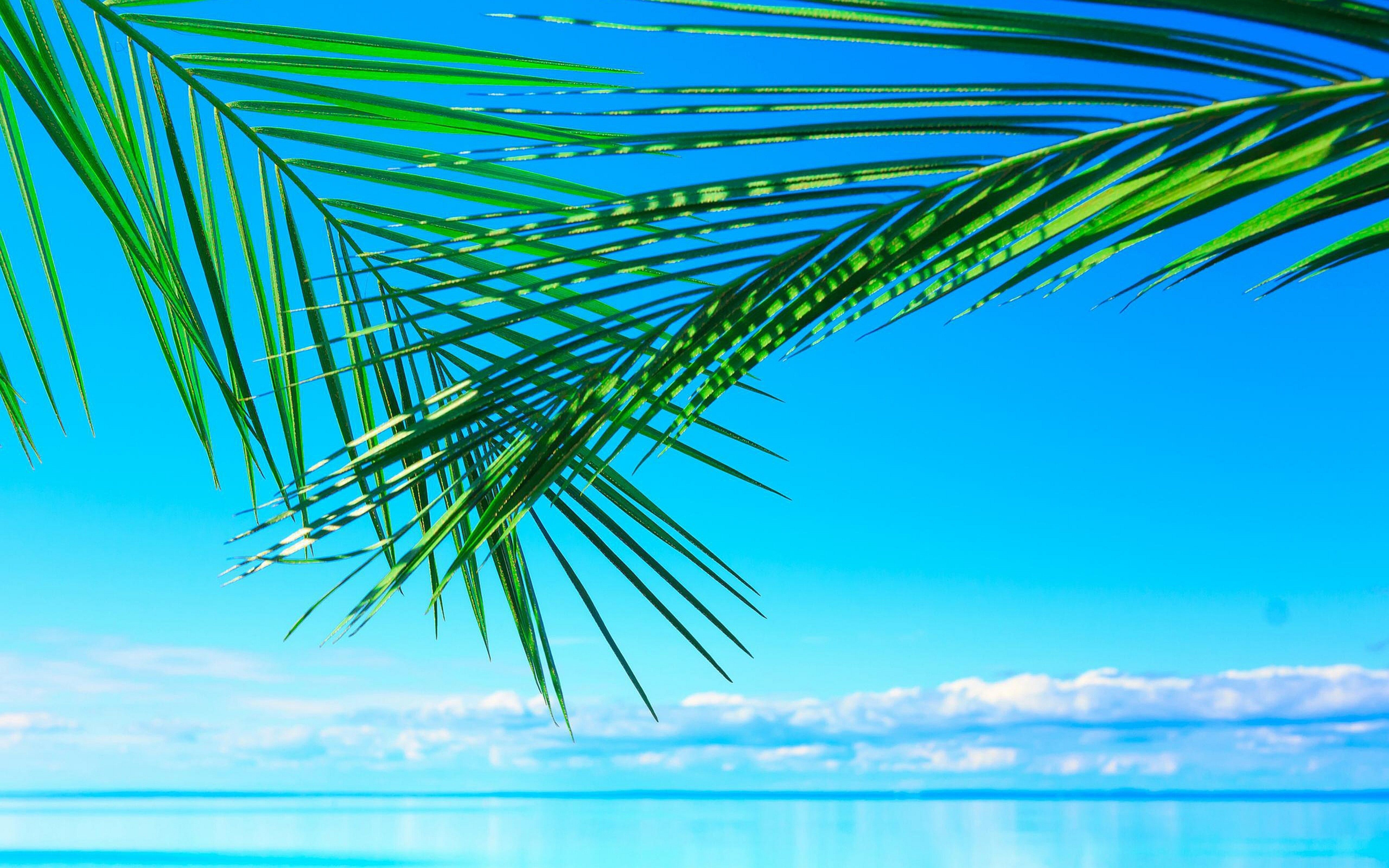 Free download Green palm leaves over the blue water HD summer wallpaper [5120x3200] for your Desktop, Mobile & Tablet. Explore Blue Green Summer Wallpaper. Blue Green Summer Wallpaper, Green