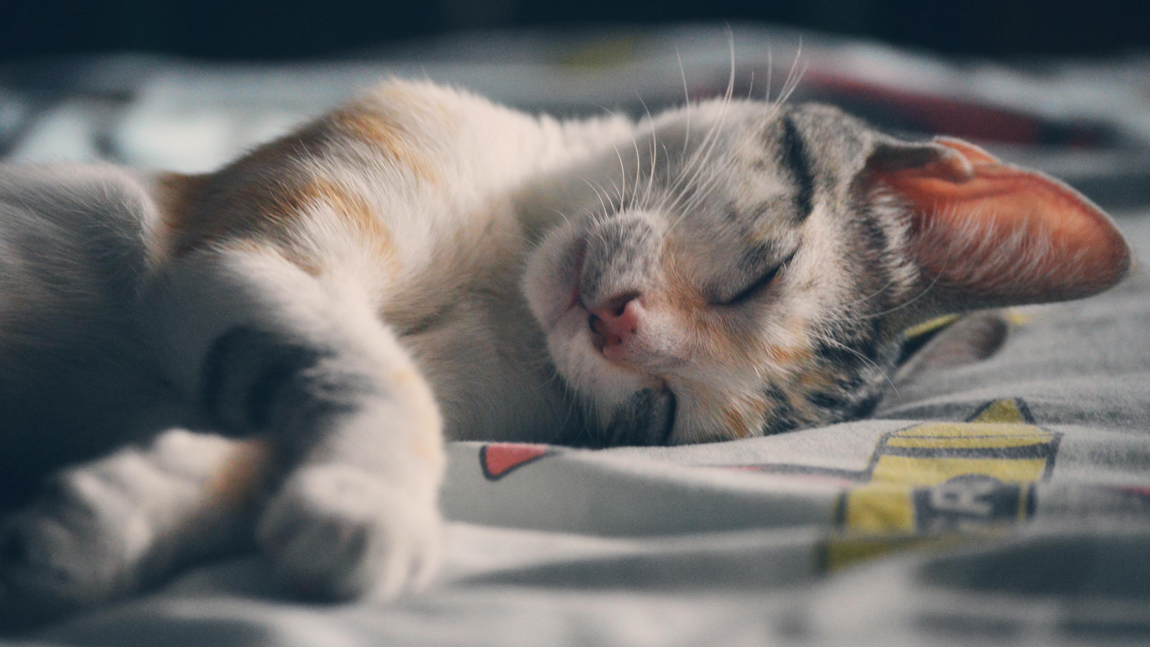 Cute Tabby Cat Lying Down [4K]