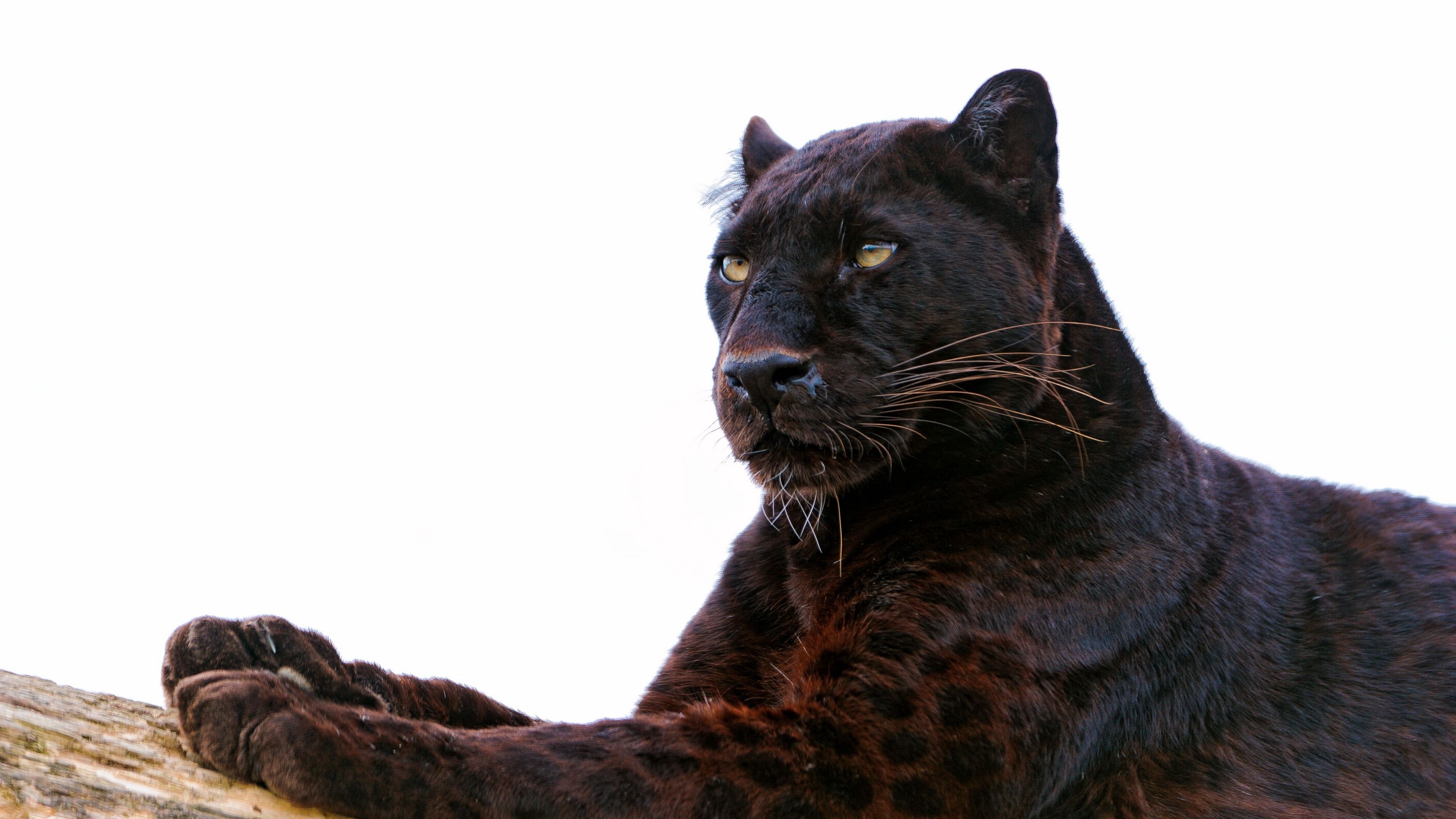 Wallpaper 4k panther, paw, lie down, predator, big cat 4k lie down, Panther, paw