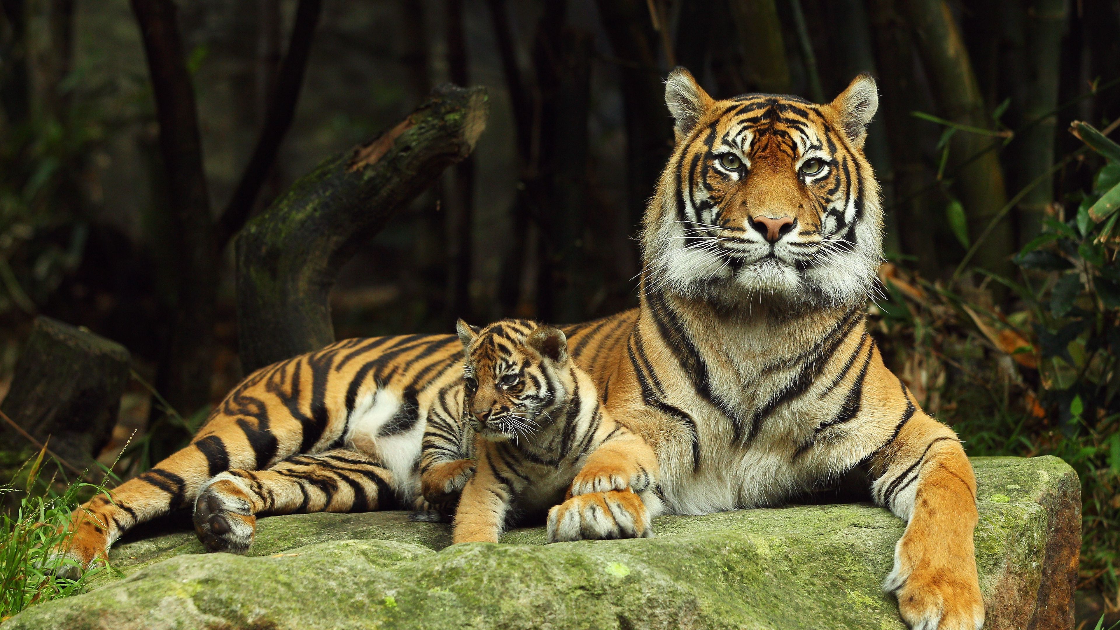 Download wallpaper 3840x2160 tiger, tiger cub, lying down, couple, caring 4k uhd 16:9 HD background