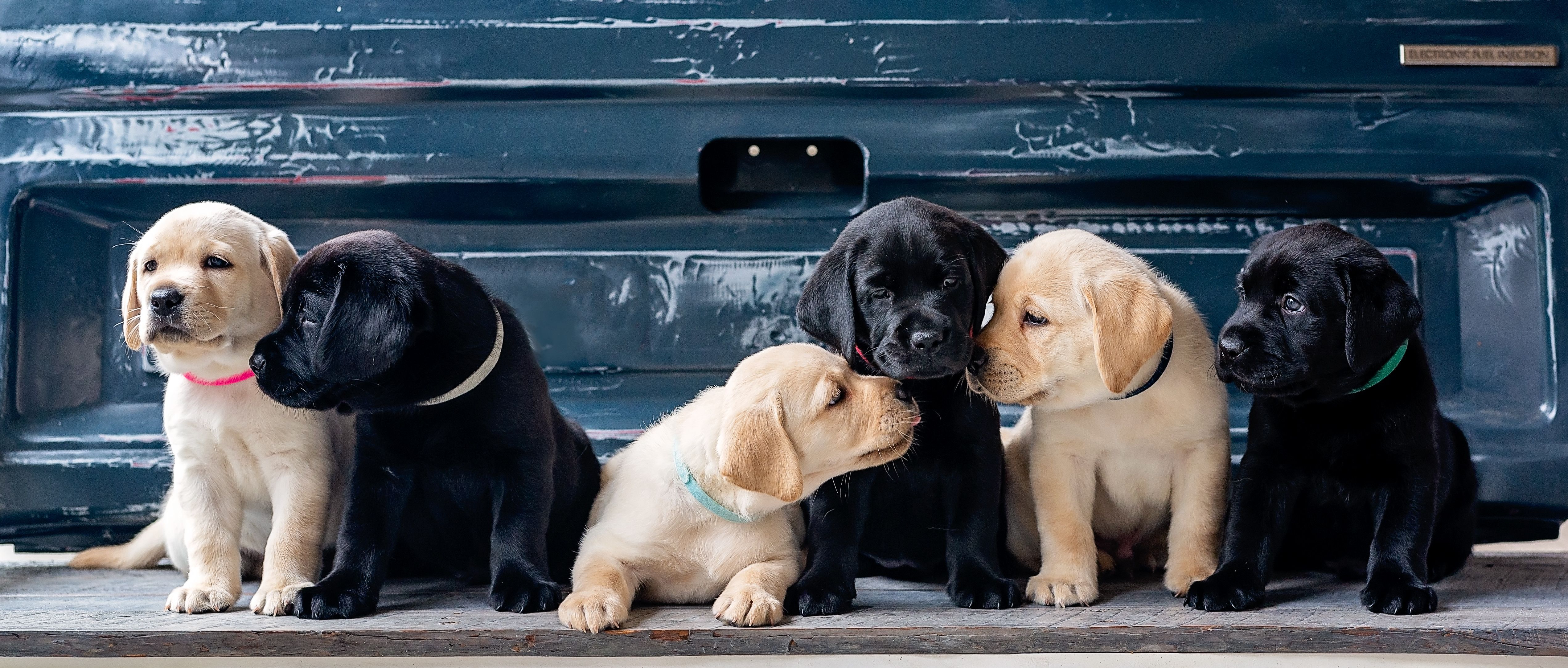 Puppies 4K Wallpaper, Labrador Retriever, Cute dogs, Labrador puppies, 5K, Animals
