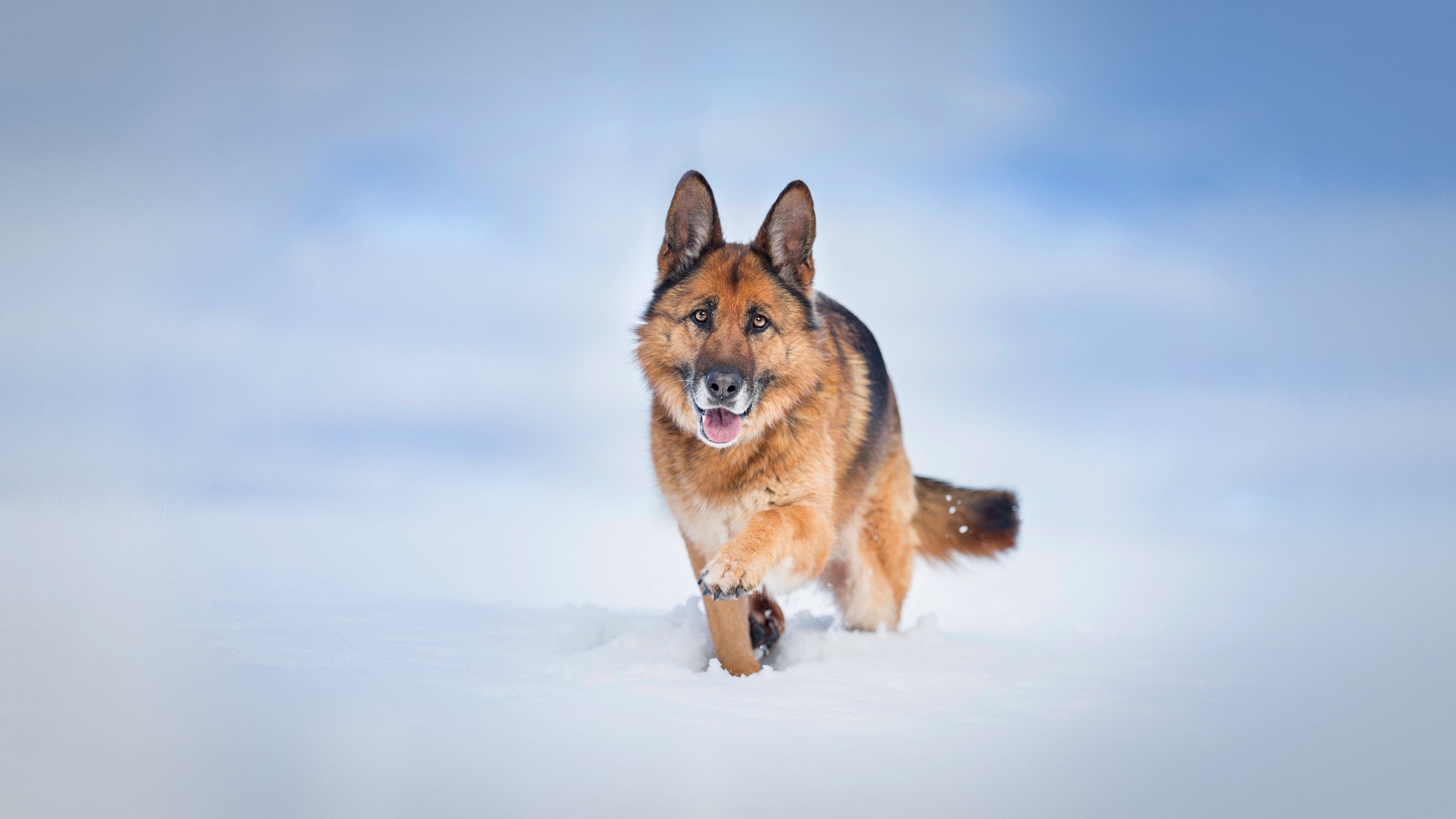German Shepherd Dog 4K wallpaper. German shepherd dogs, German shepherd, Shepherd dog