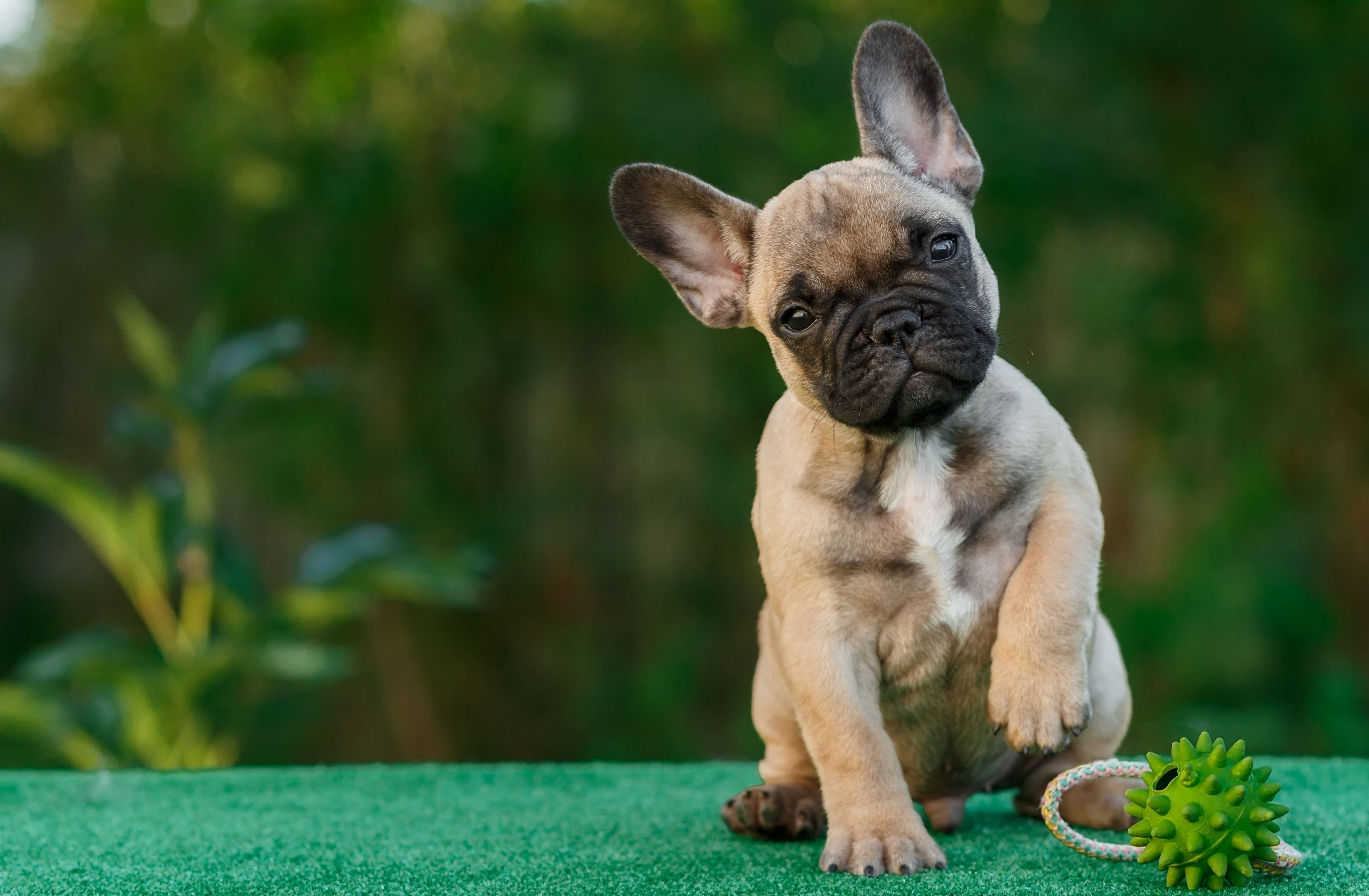 French Bull Dog 4k 1600x900 Resolution HD 4k Wallpaper, Image, Background, Photo and Picture