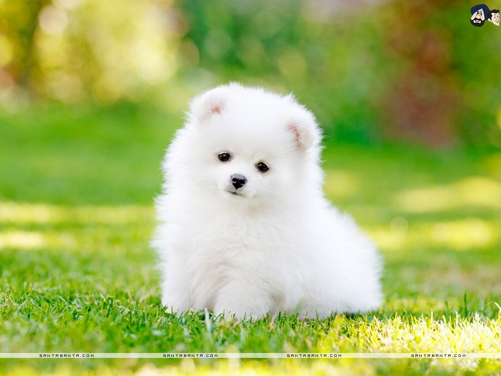 The most adorable wallpaper of a Pomeranian teacup dog