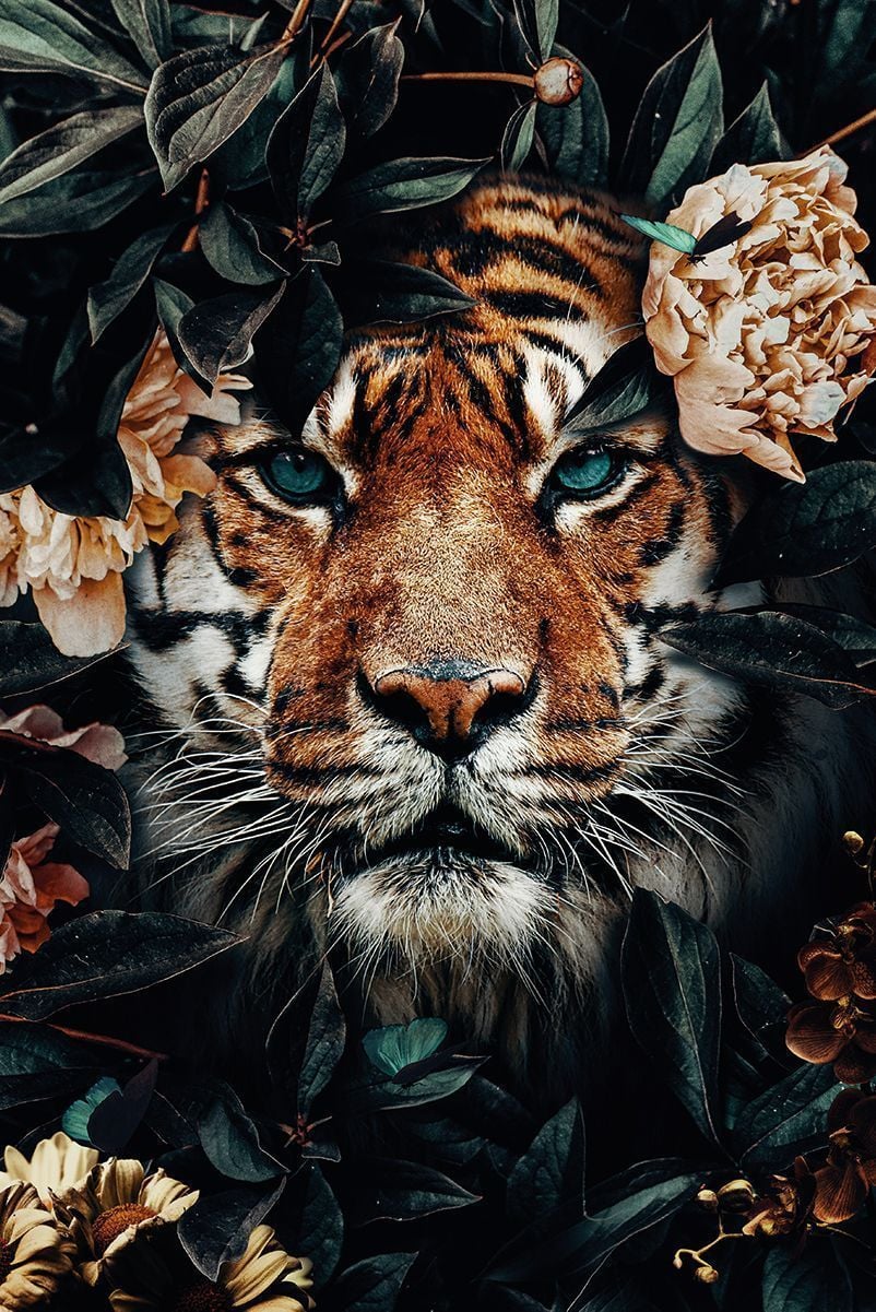 Tiger Jungle Poster bestellen - #bestellen #jungle #poster #tiger - #new. Trend. Most beautiful animals, Animal wallpaper, Tiger wallpaper