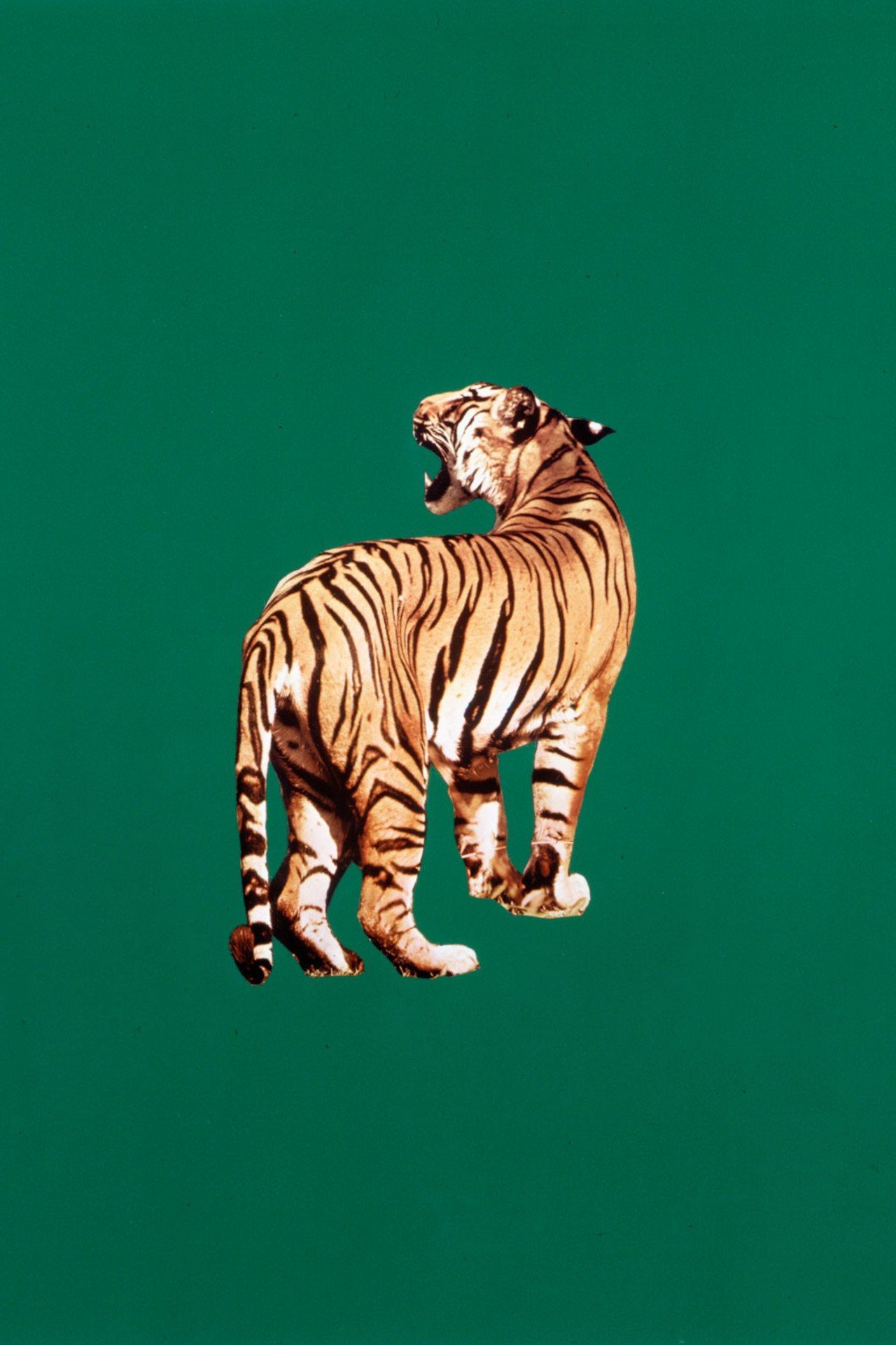 Sarah Charlesworth's Objects of Desire at Maccarone Gallery. Tiger art, Art inspiration, Tiger illustration