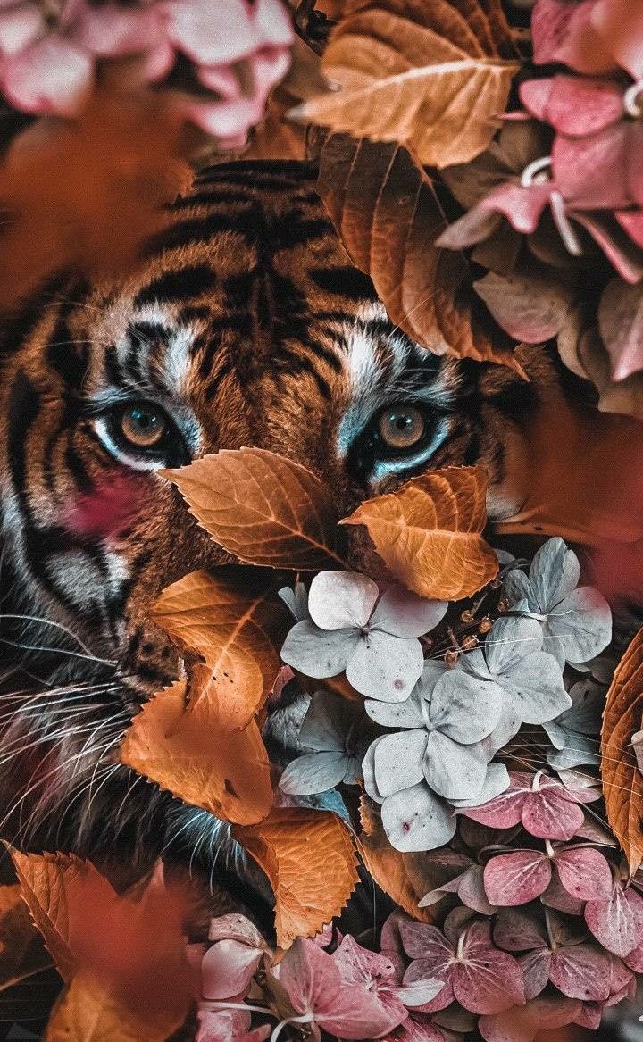 ♥️ My love for Tiger's ♥️. Animal wallpaper, Animals beautiful, Most beautiful animals