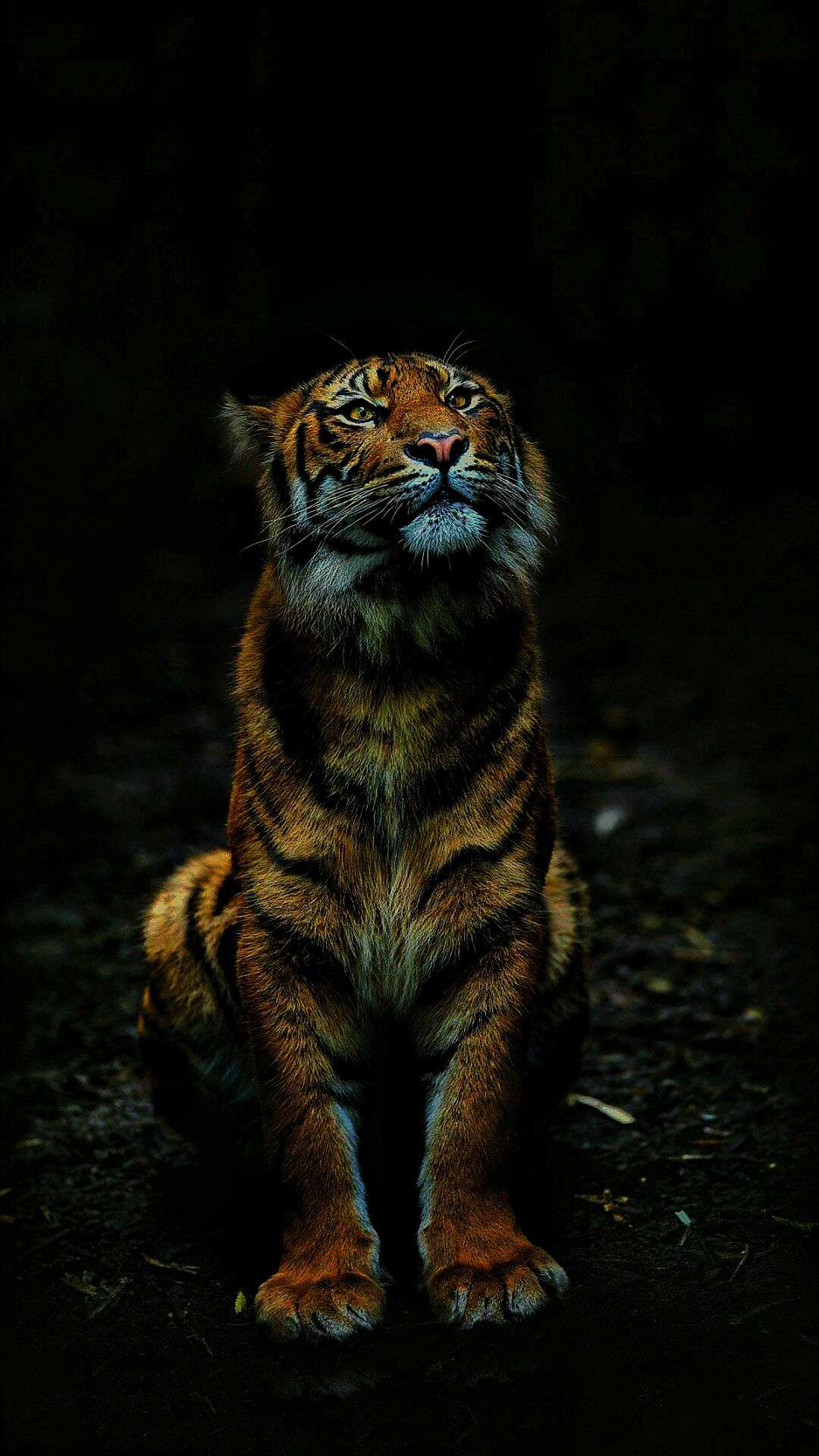 Tiger in Dark iPhone Wallpaper