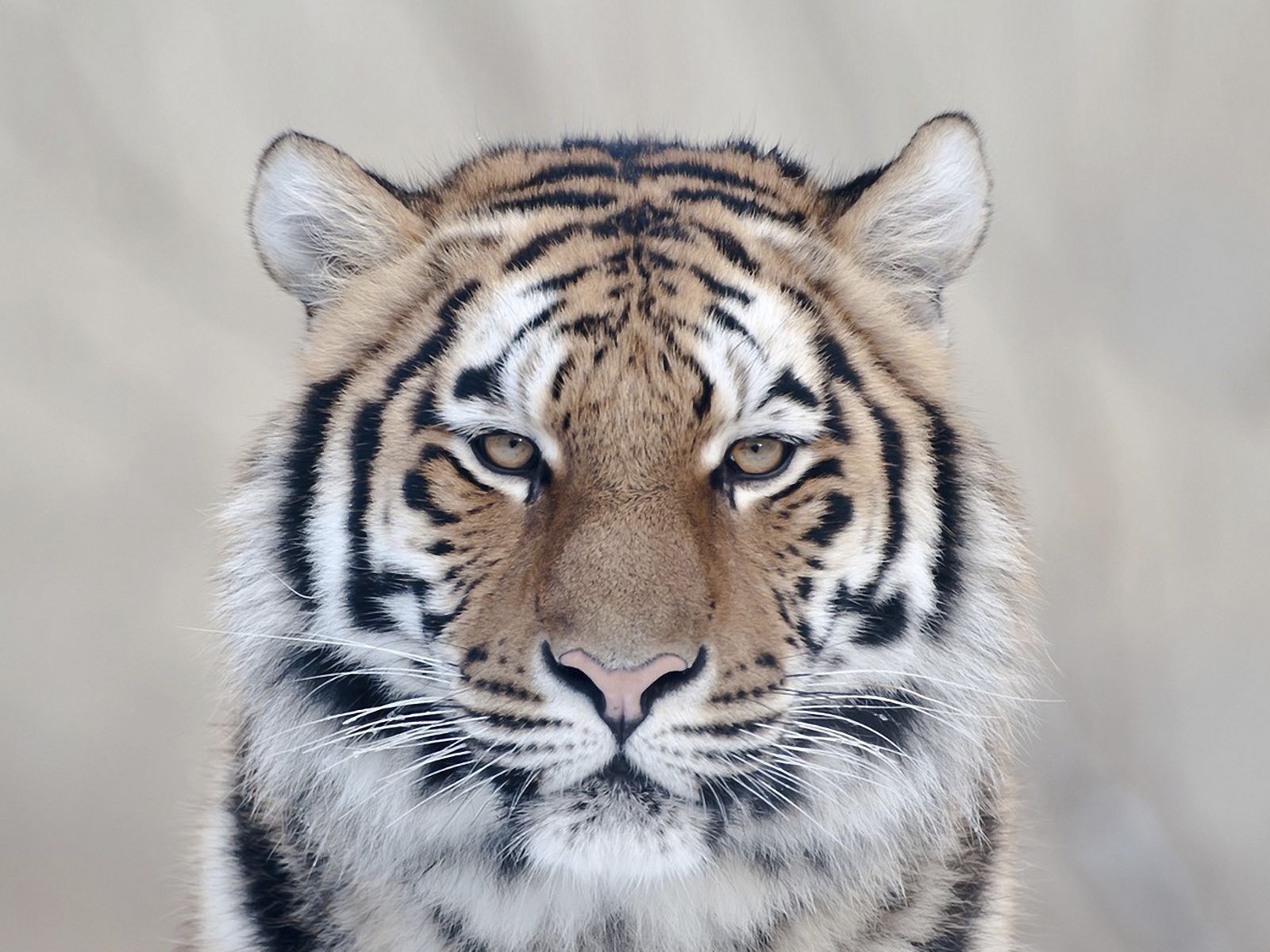 Animal Tiger Wallpaper:1600x1200