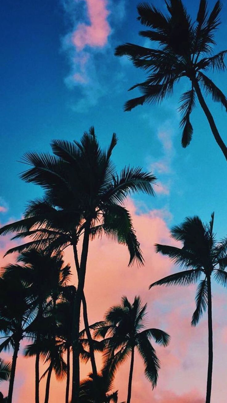 IPhone Hintergrundbild Schönes Zeichnung pro Handy. Kommen und wenige Tipps K. Tree wallpaper iphone, Palm trees wallpaper, Wallpaper iphone summer