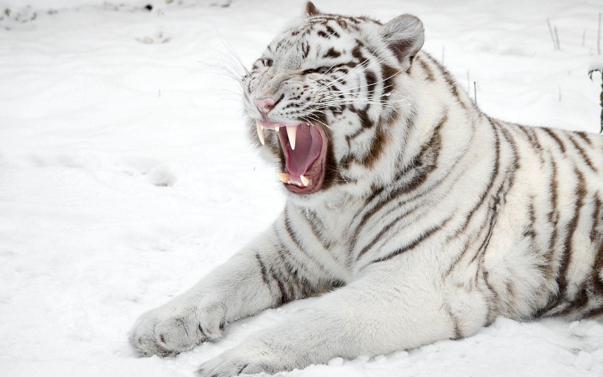 Free download White tiger roaring FREE 4U WALLPAPERS [1920x1200] for your Desktop, Mobile & Tablet. Explore White Tiger Wallpaper. Tiger Wallpaper for Desktop