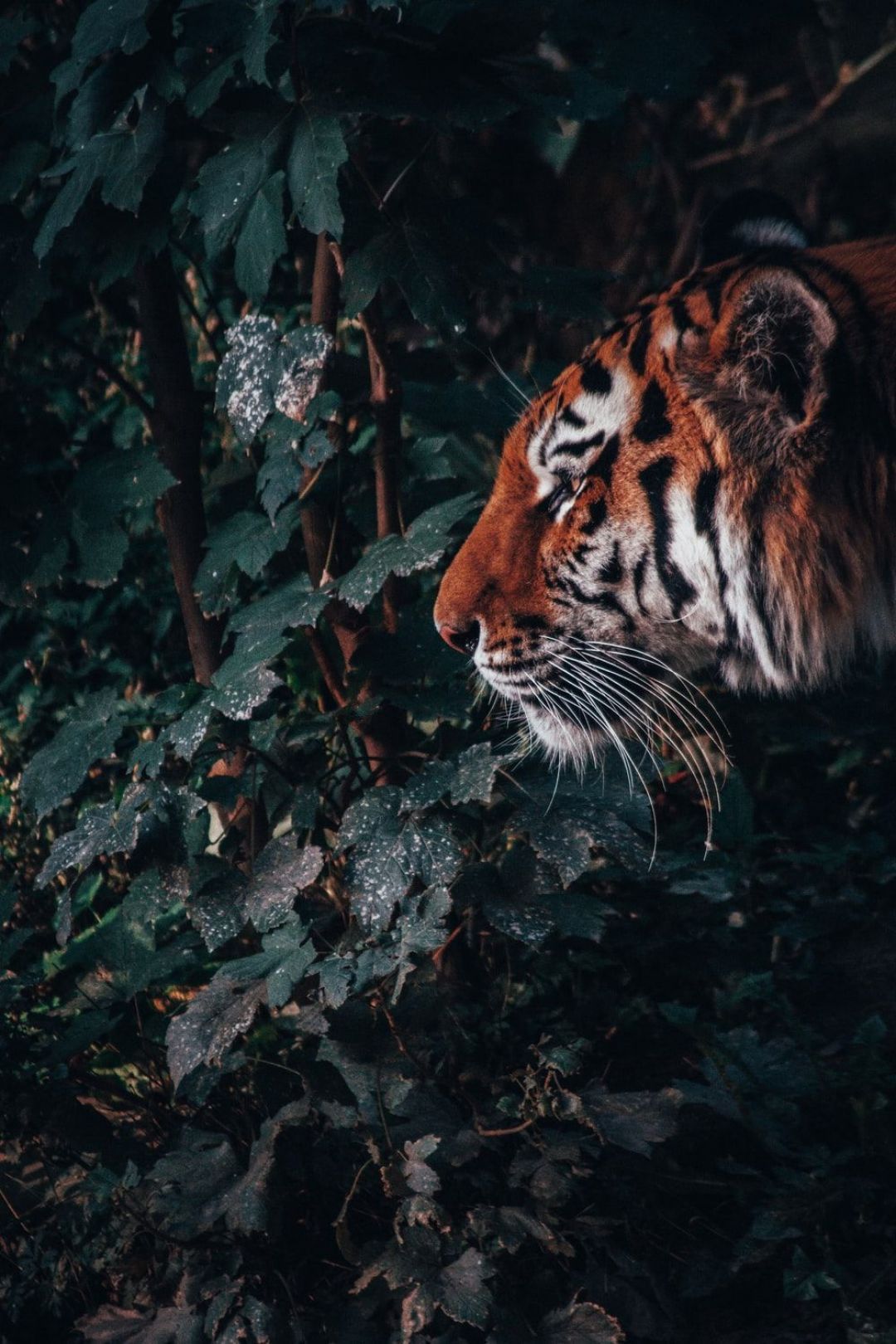 tiger in forest photo