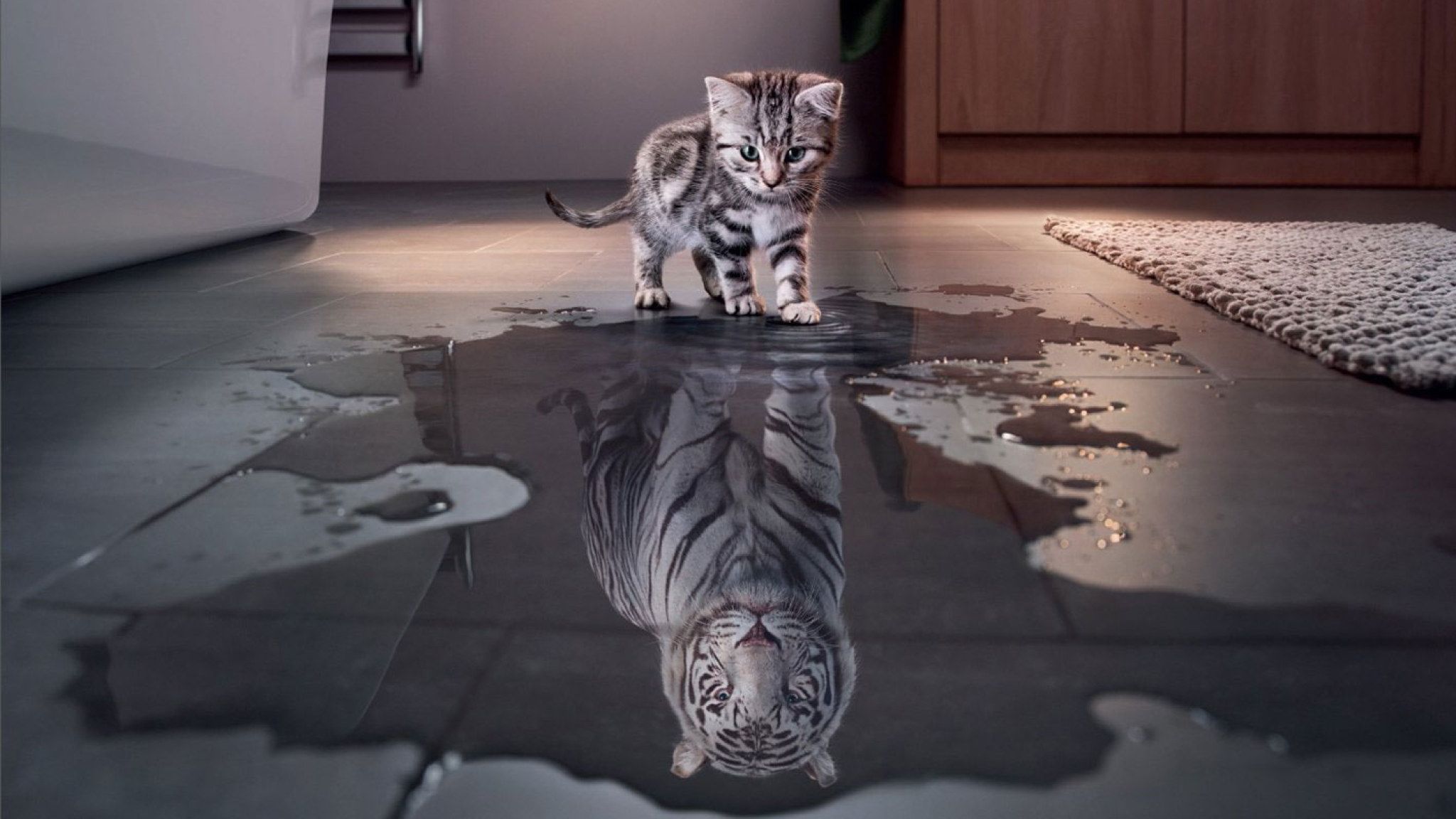 Wallpaper Cats, Cute, Funny, Kitten, Manipulation, Tiger • Wallpaper For You HD Wallpaper For Desktop & Mobile