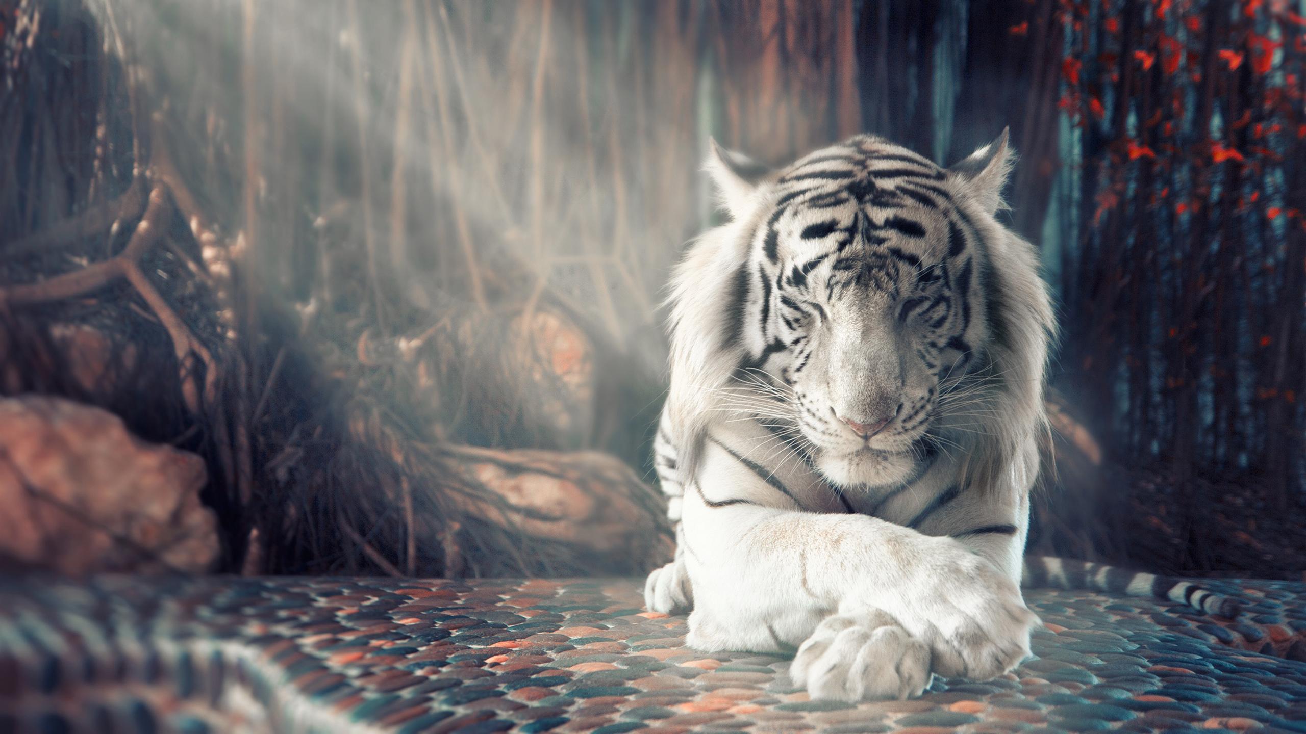 Wallpaper Beautiful White Tiger Tigers