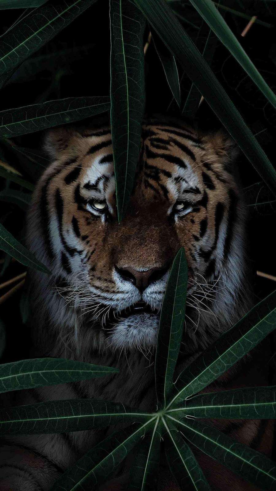 Tiger Aesthetic Wallpapers - Wallpaper Cave