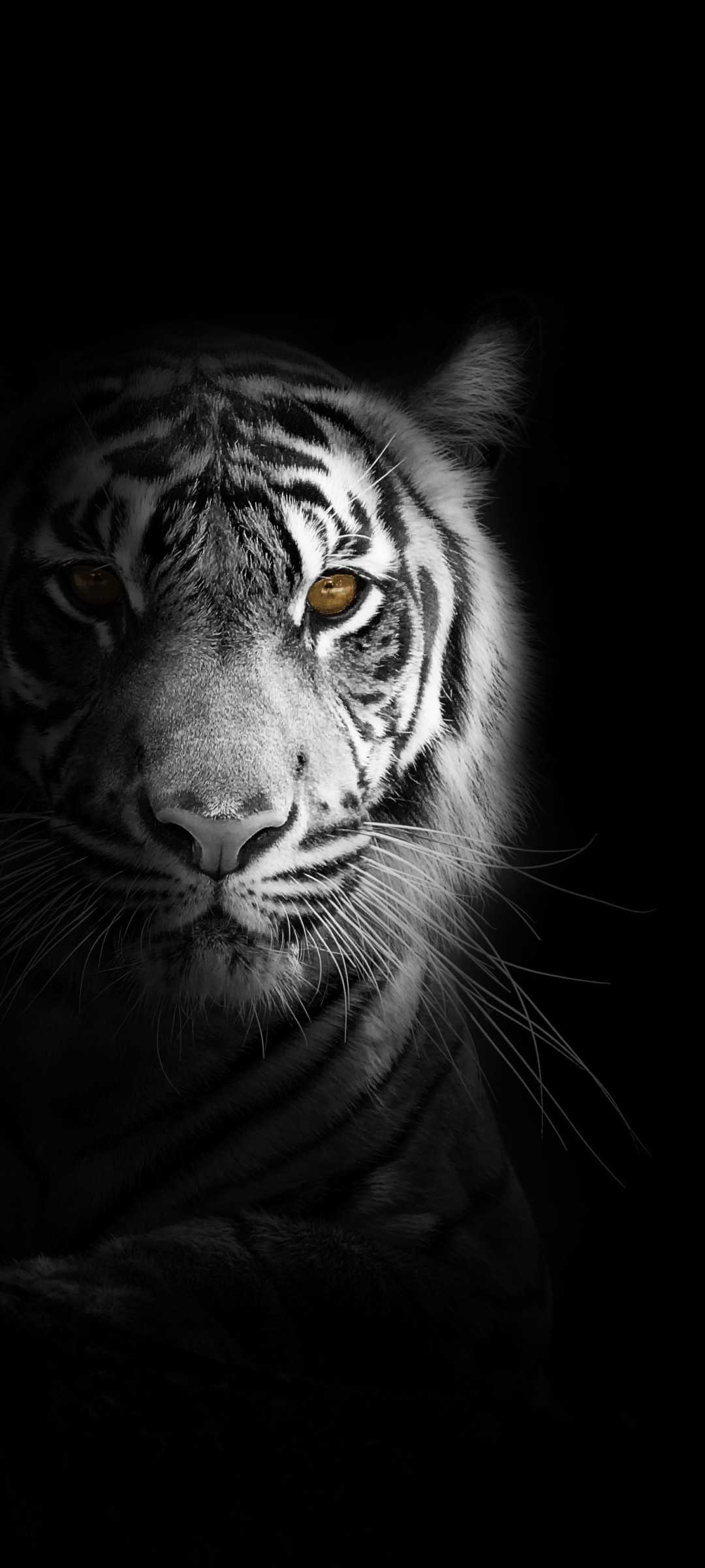 Tiger iPhone Wallpaper Free HD Wallpaper