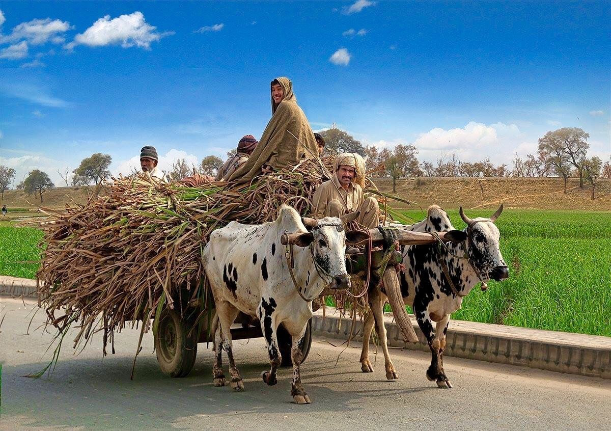 Bailgada Sharyat | बैलगाडा शर्यतींची परंपरा स्पेनमधून महाराष्ट्रात कशी आली?  जाणून घ्या रंजक गोष्ट - Marathi News | What is bailgada sharyat in marathi  Supreme Court allows Bullock Cart ...