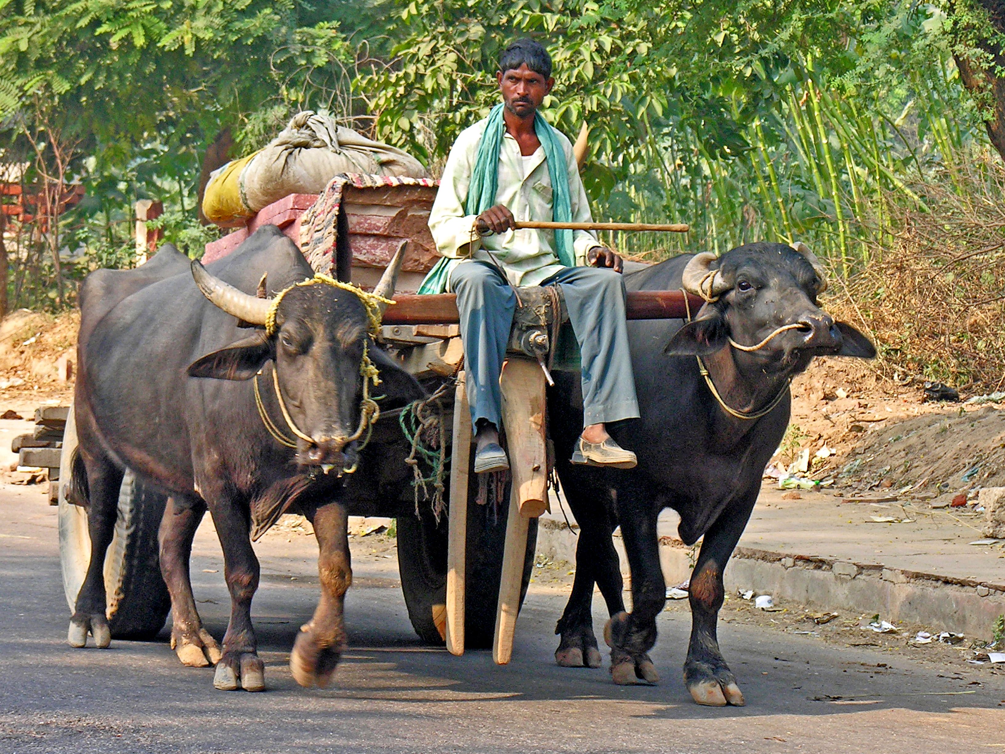 Wallpaper, road, red, India, water, buffalo, Nikon, sandstone, tour, fort, ghost, Free, fatehpursikri, cart, dennis, archer, fatehpur, globus, iamcanadian, worldtravels, dennisjarvis, archer10, dennisgjarvis 3264x2448