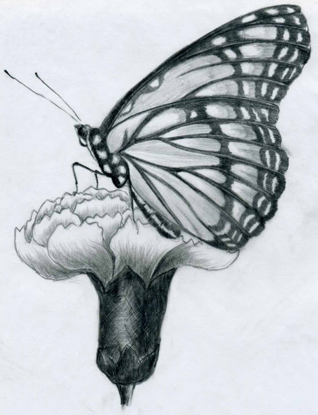 Free Butterfly Drawings, Download Free Butterfly Drawings png image, Free ClipArts on Clipart Library