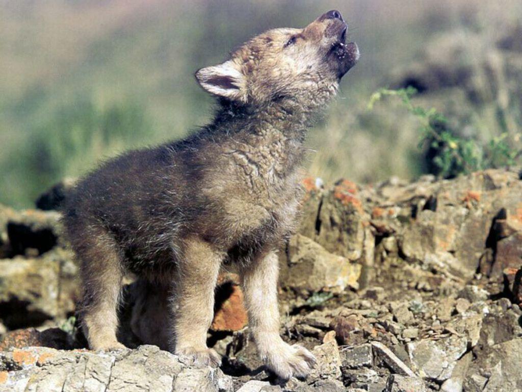 Free download Baby Wolf Wallpaper [1024x768] for your Desktop, Mobile & Tablet. Explore Baby Wolf Wallpaper. Wolf Border Wallpaper, Cute Baby Wolf Wallpaper