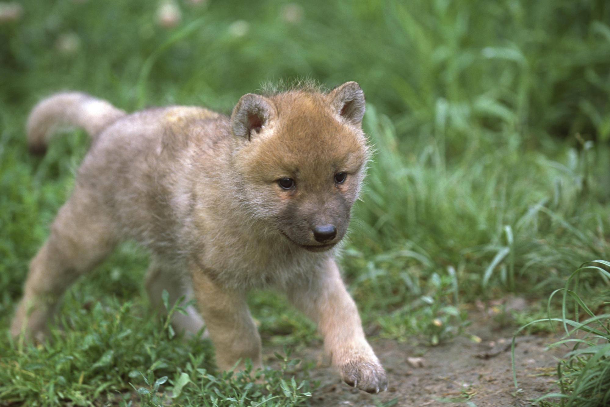 Best Of Cute Baby Wolves Wallpaper picture