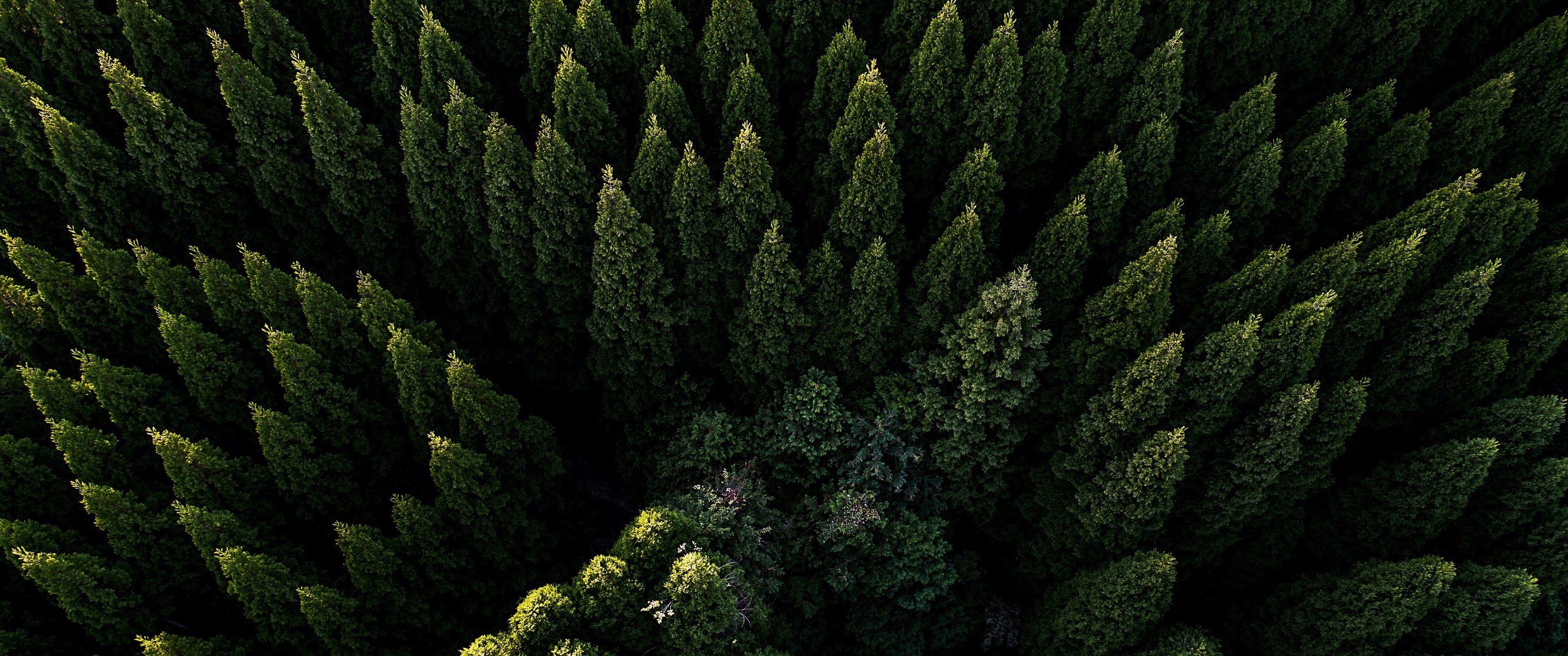 Forest Nature Aerial View Scenery 4K Wallpaper