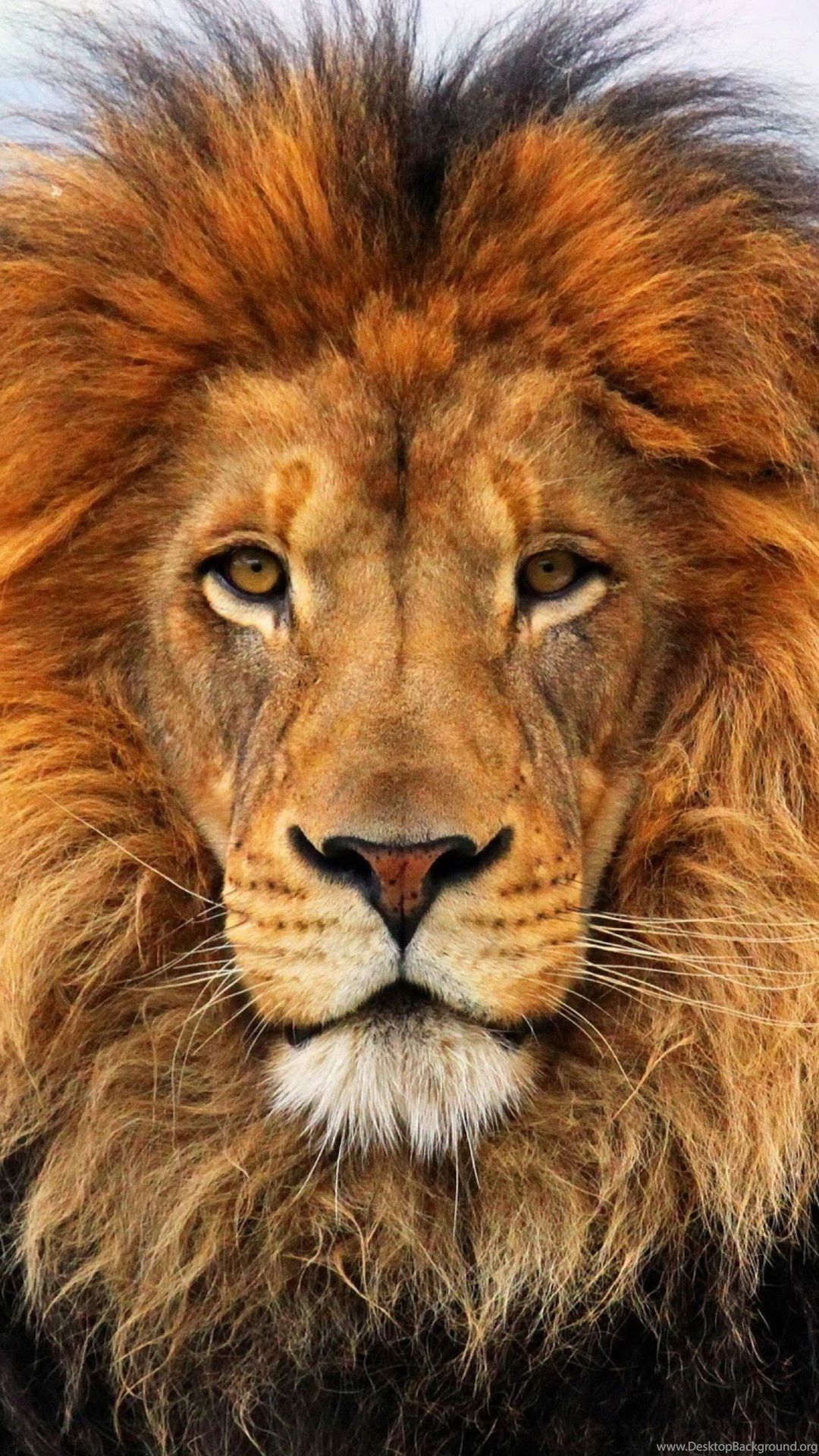 Lion Image 4K