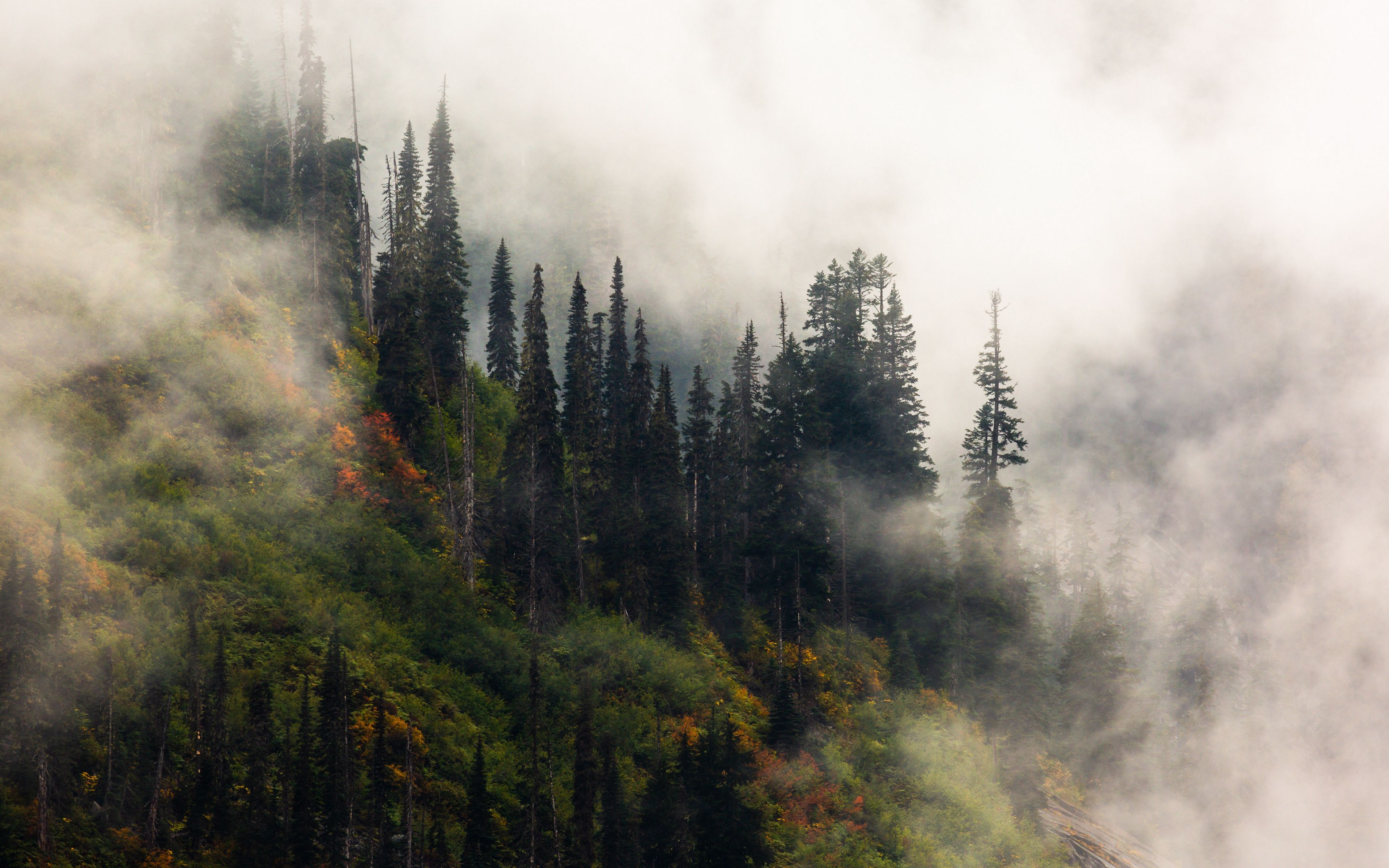 Download wallpaper 3840x2400 trees, fog, forest, hill 4k ultra HD 16:10 HD background