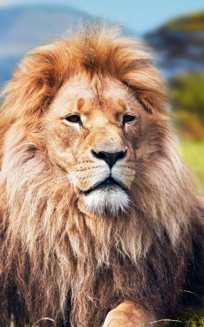 Lion 4k Nexus Samsung Galaxy Tab Note Android Tablets HD 4k Wallpaper, Image, Background, Photo and Picture