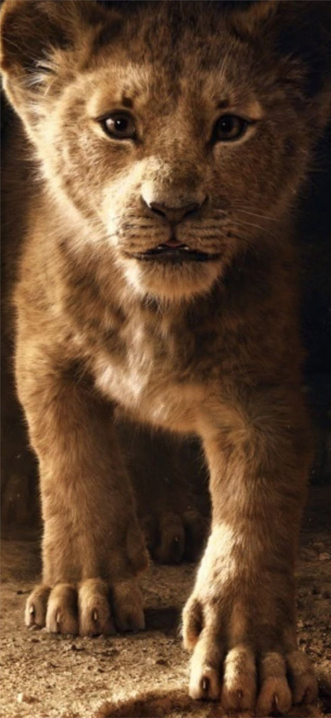 Best Lion iPhone 11 HD Wallpaper