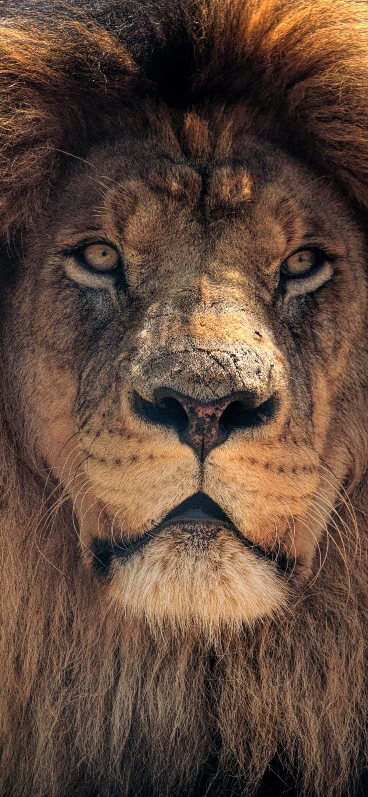 4k Lion HD iPhone XS MAX HD 4k Wallpaper, Image, Background, Photo and Picture