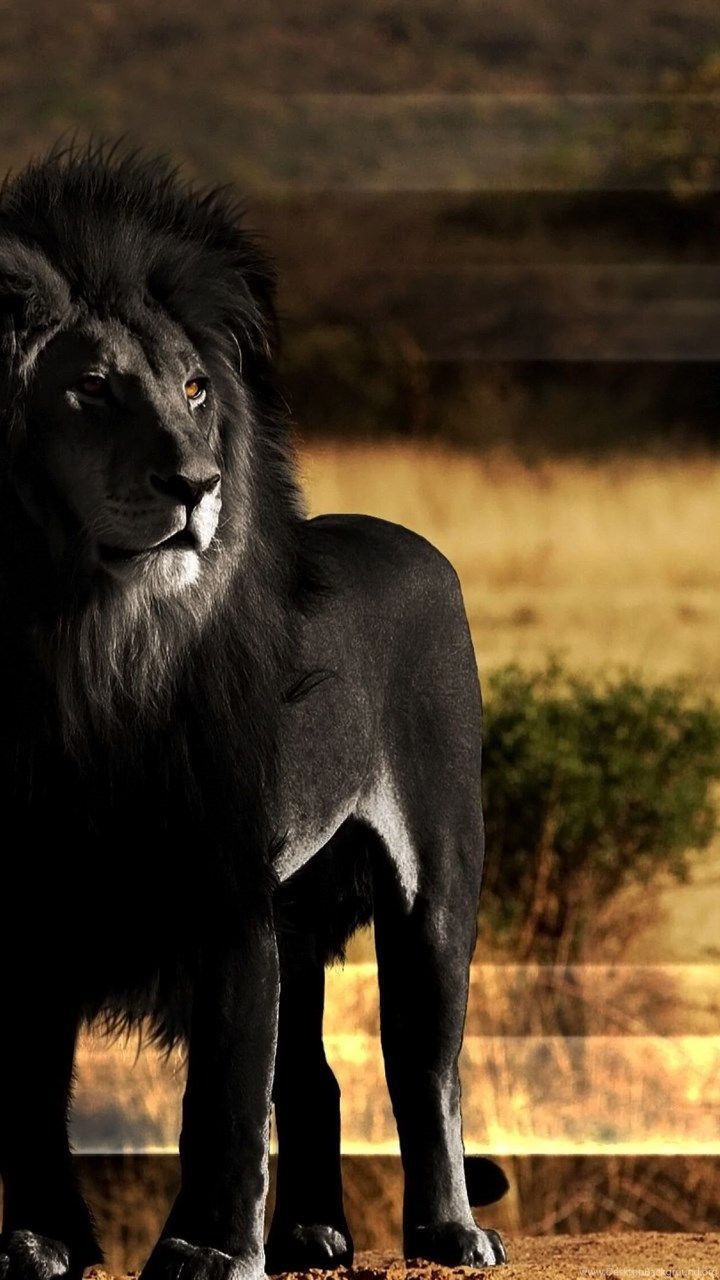 1080p 4k Ultra HD Lion Wallpaper HD