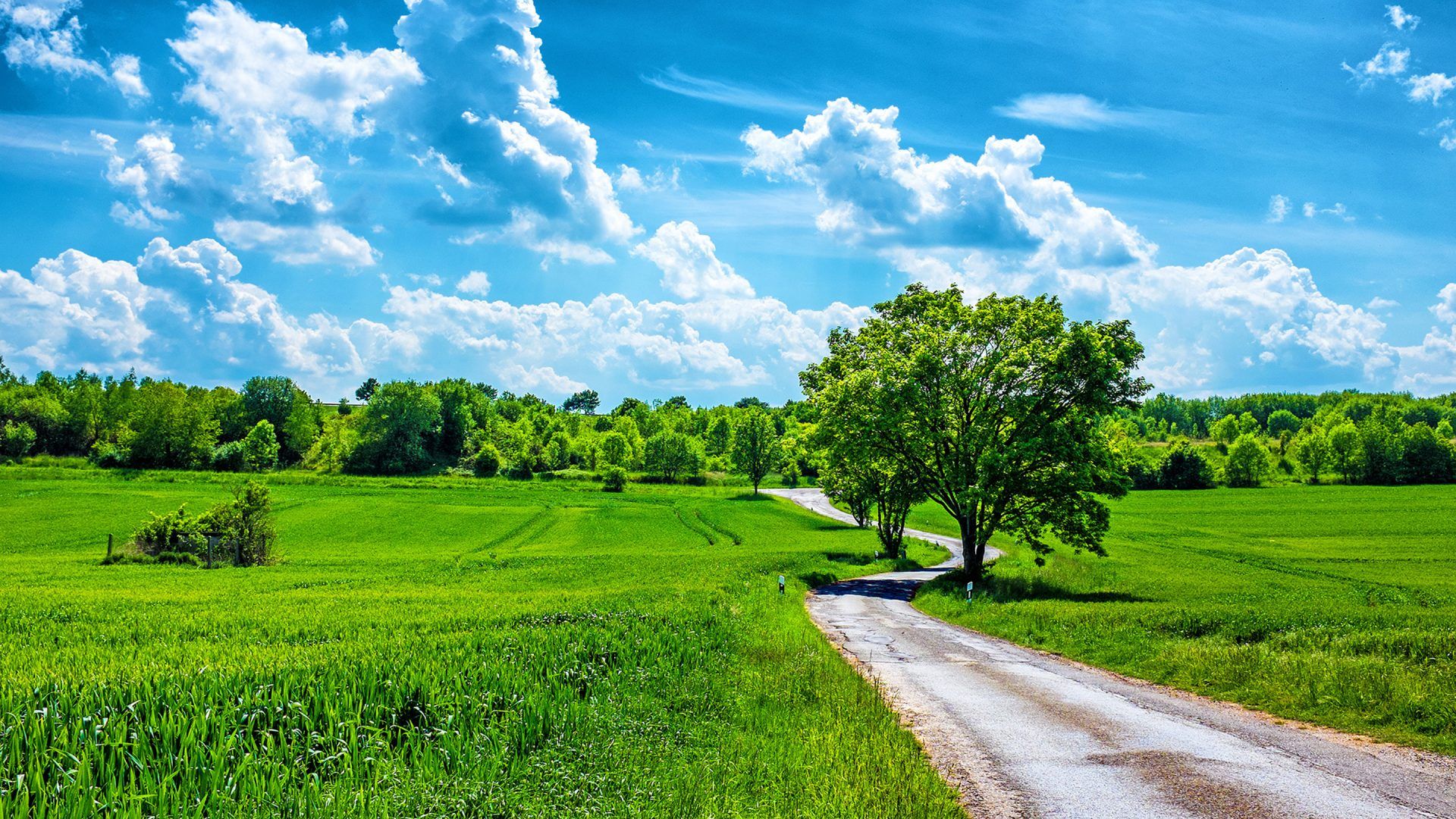 Field Wheat Country Road, Trees, Blue Sky With White Clouds, Spring Green Wallpaper HD, Wallpaper13.com