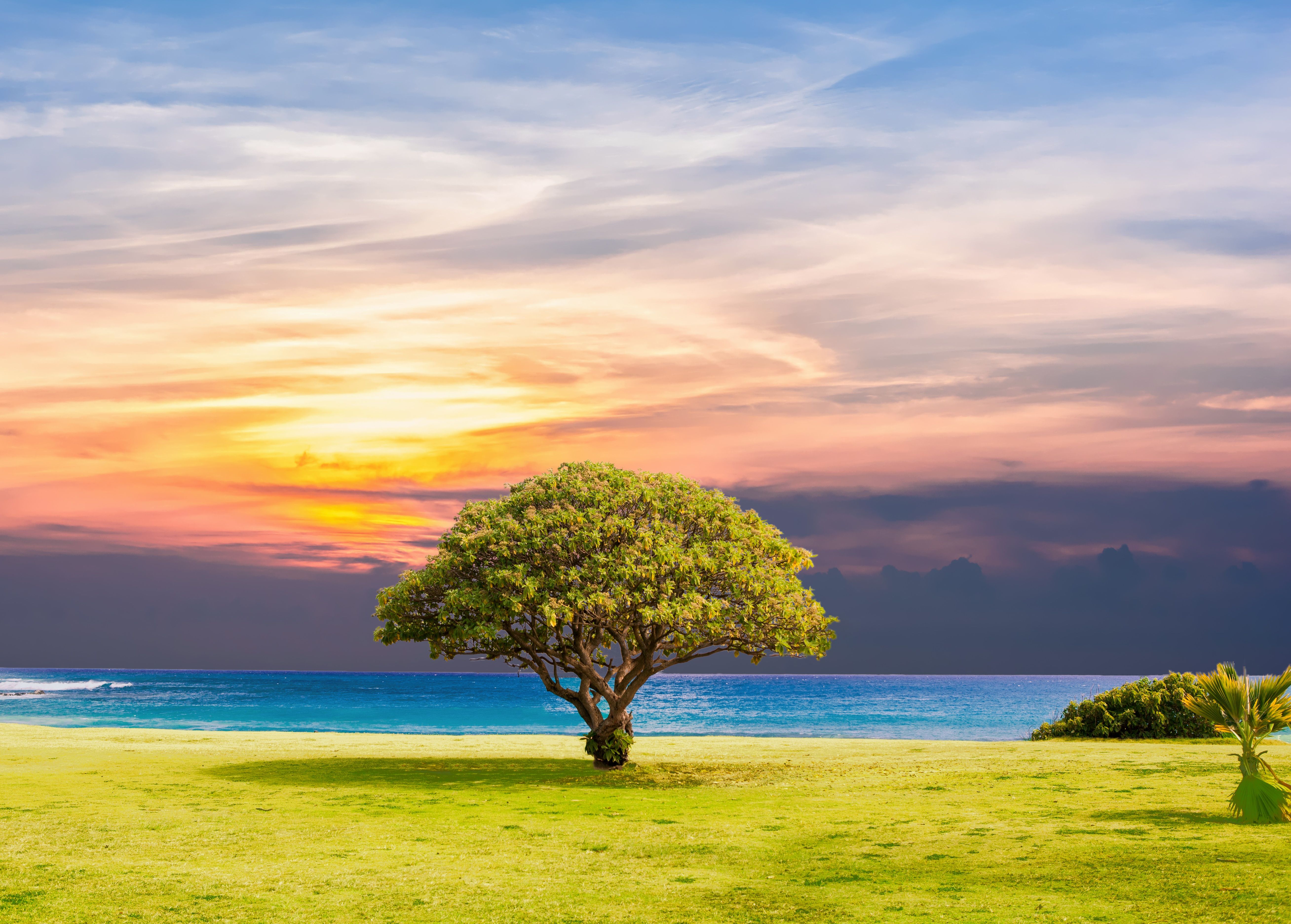 Ocean Summer Tree Landscape 5k 1280x1024 Resolution HD 4k Wallpaper, Image, Background, Photo and Picture