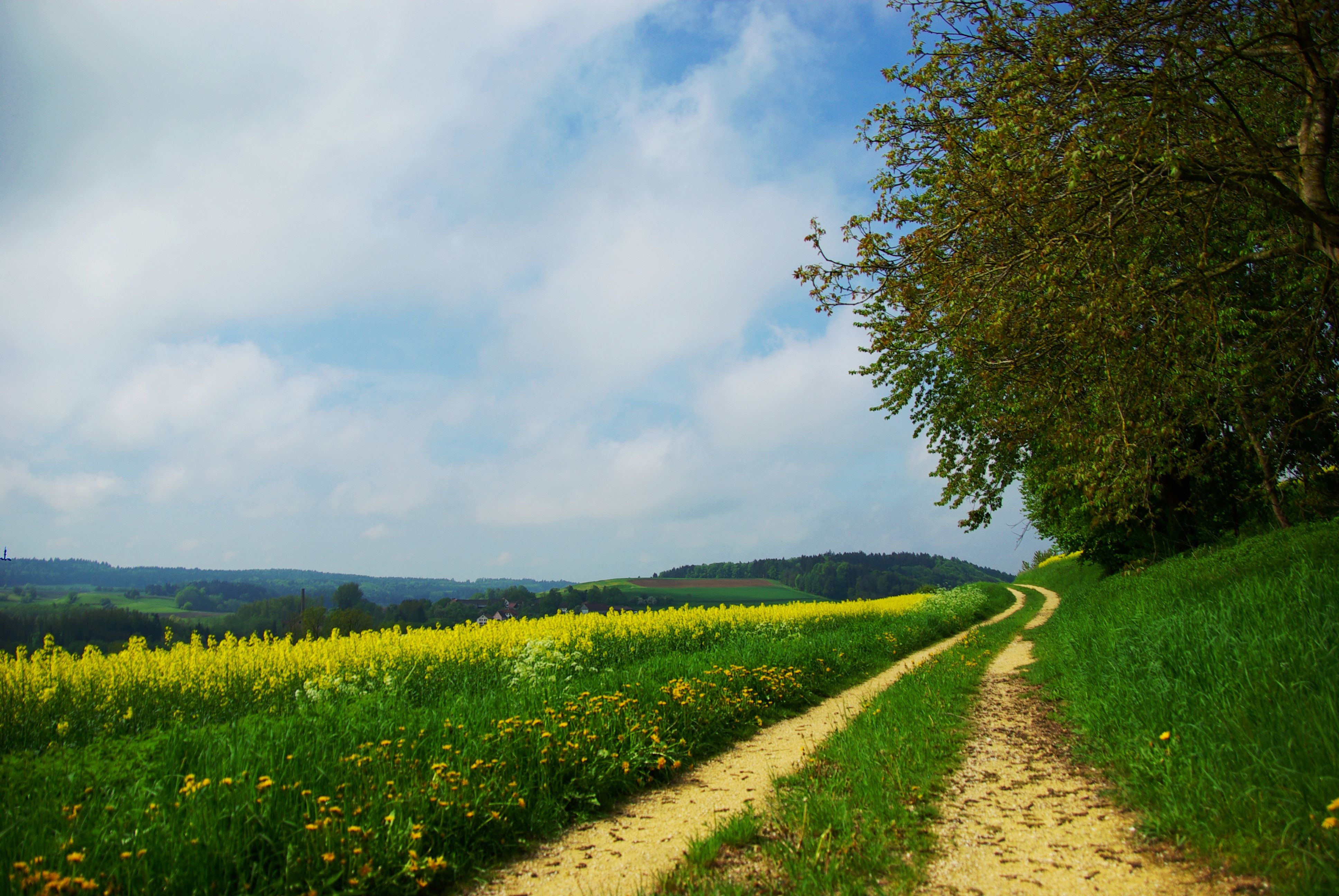 Wallpaper, road, country, summer, flowers, yellow, day, glade 3872x2592